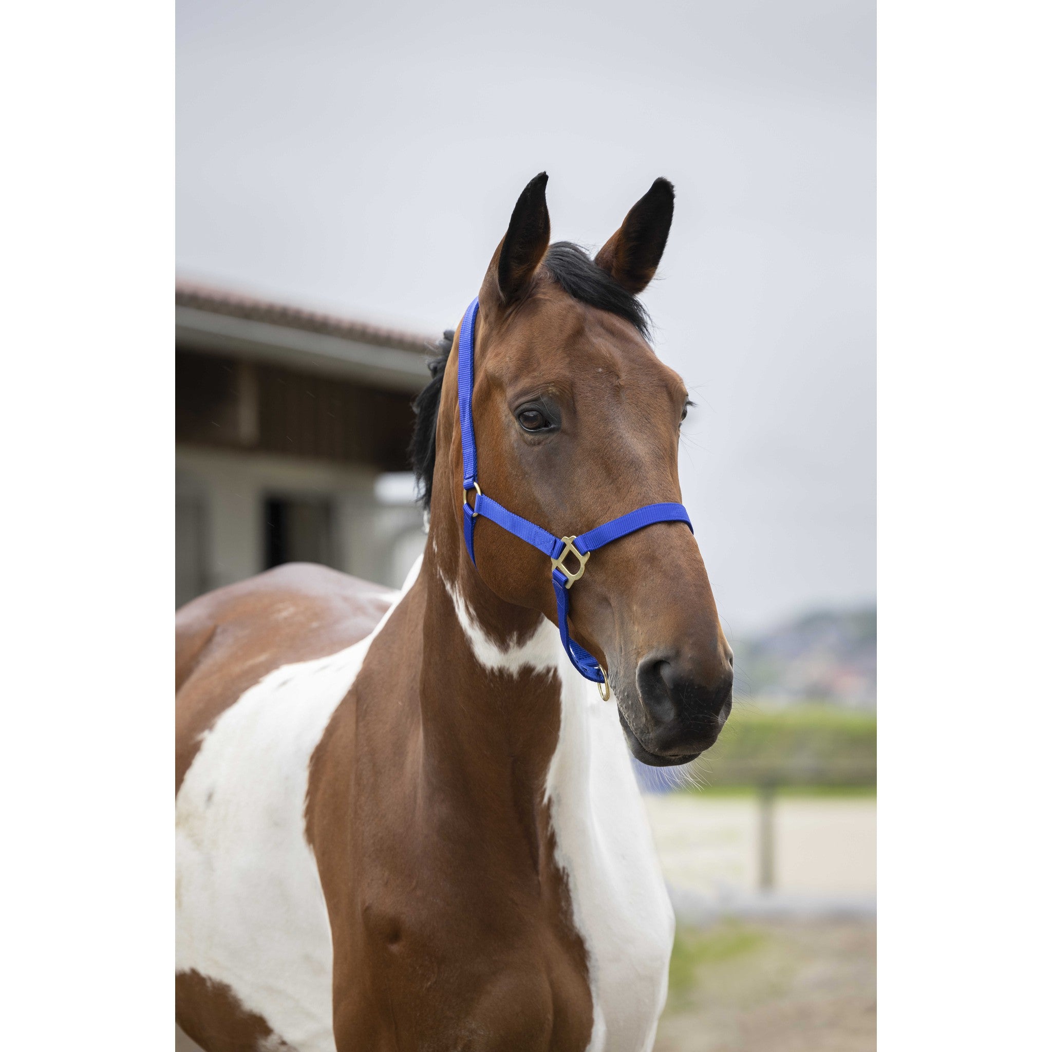 Norton Double thickness nylon headcollar with buckles Royal blue 510041006