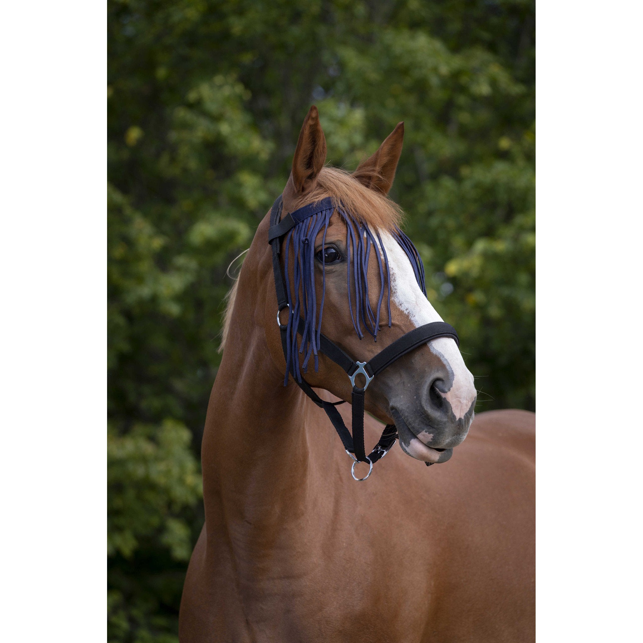Norton bowband with fly fringes Navy blue 306730307