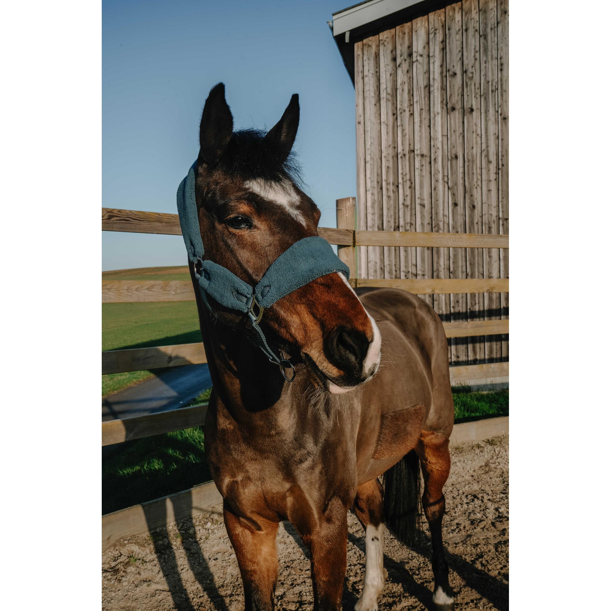 NORTON Sherpa Halter Blue - 510279306_ambi_2