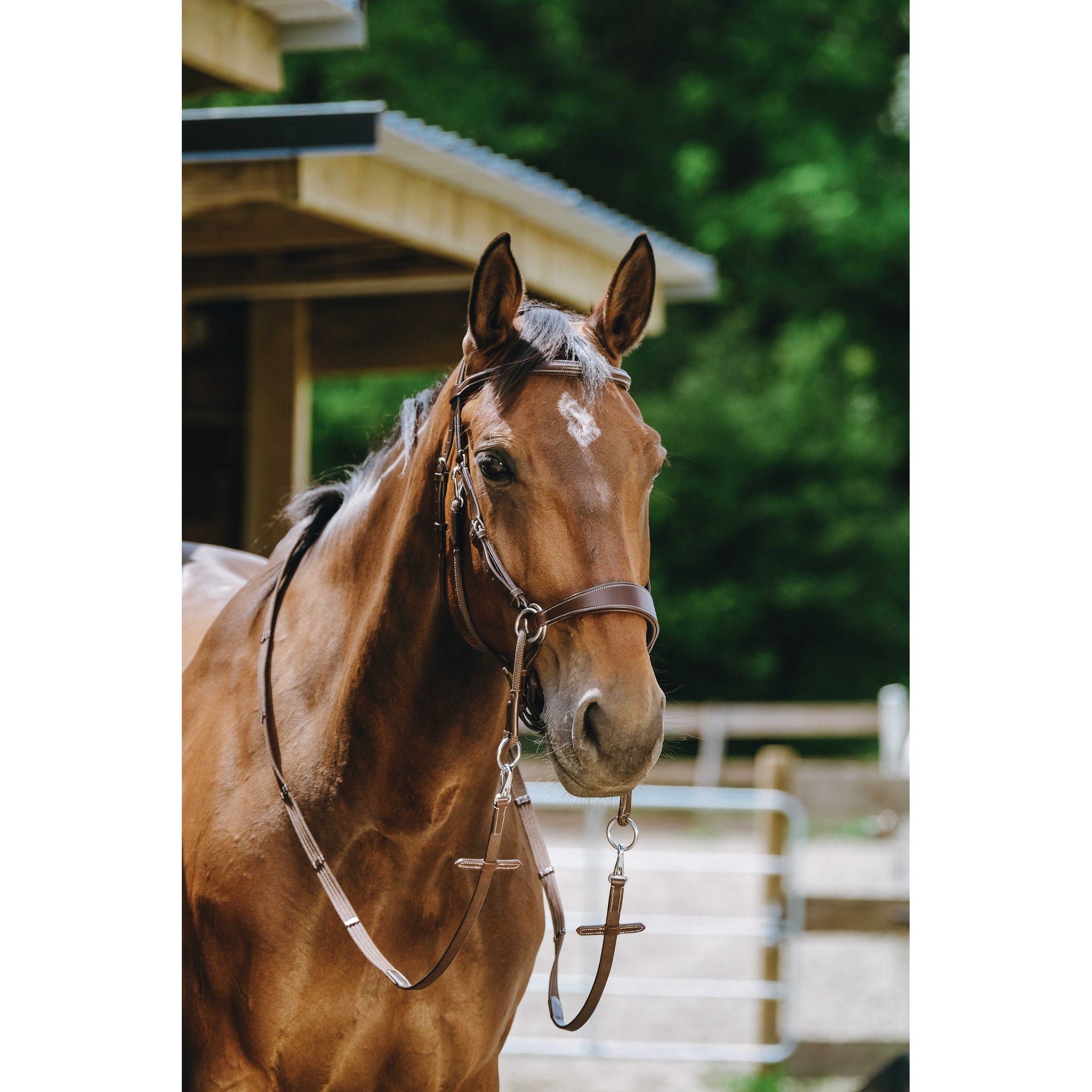 Norton Bitless Bridle Havana 301803318