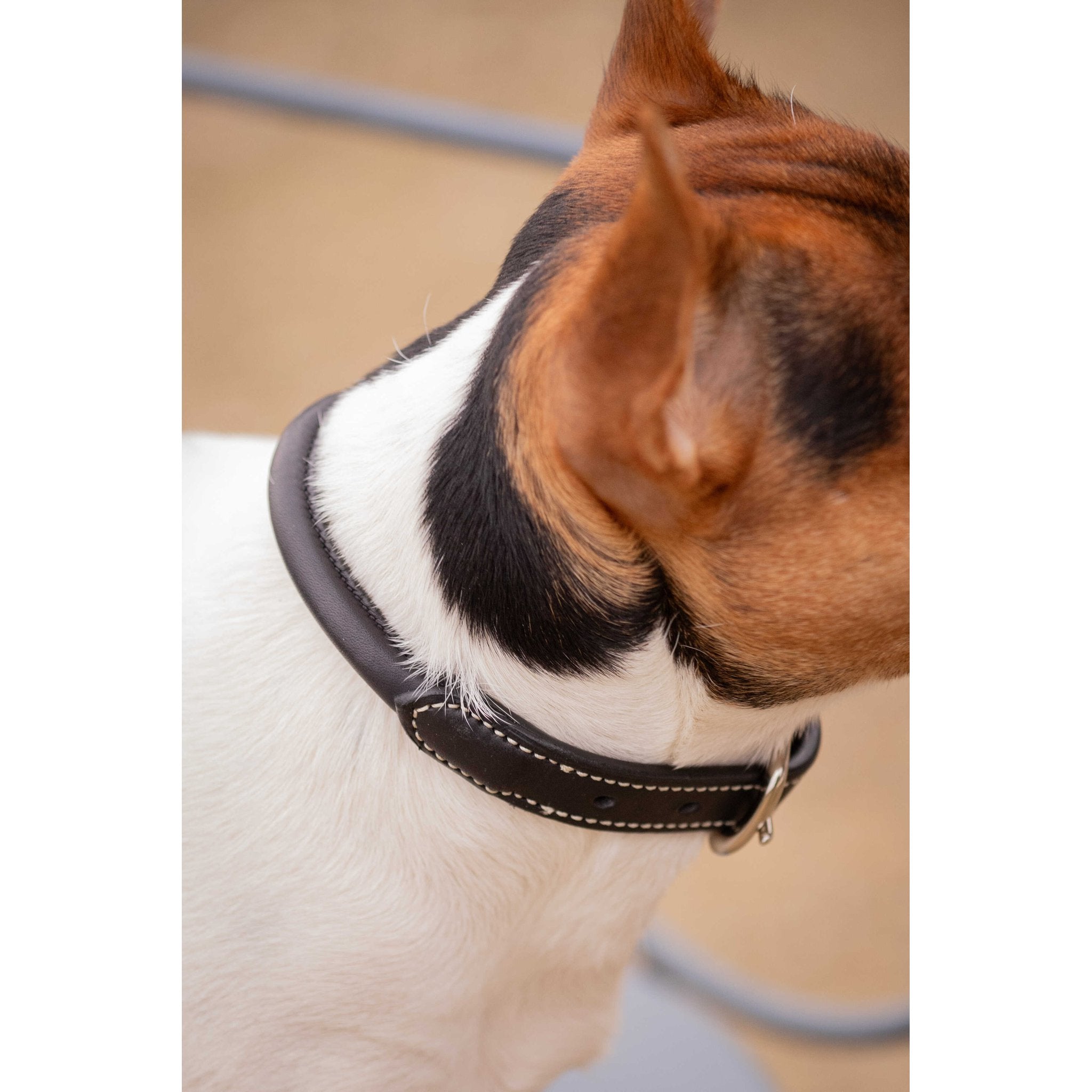 Penelope Olie Dog Collar Havana - 409825430_ambi_5