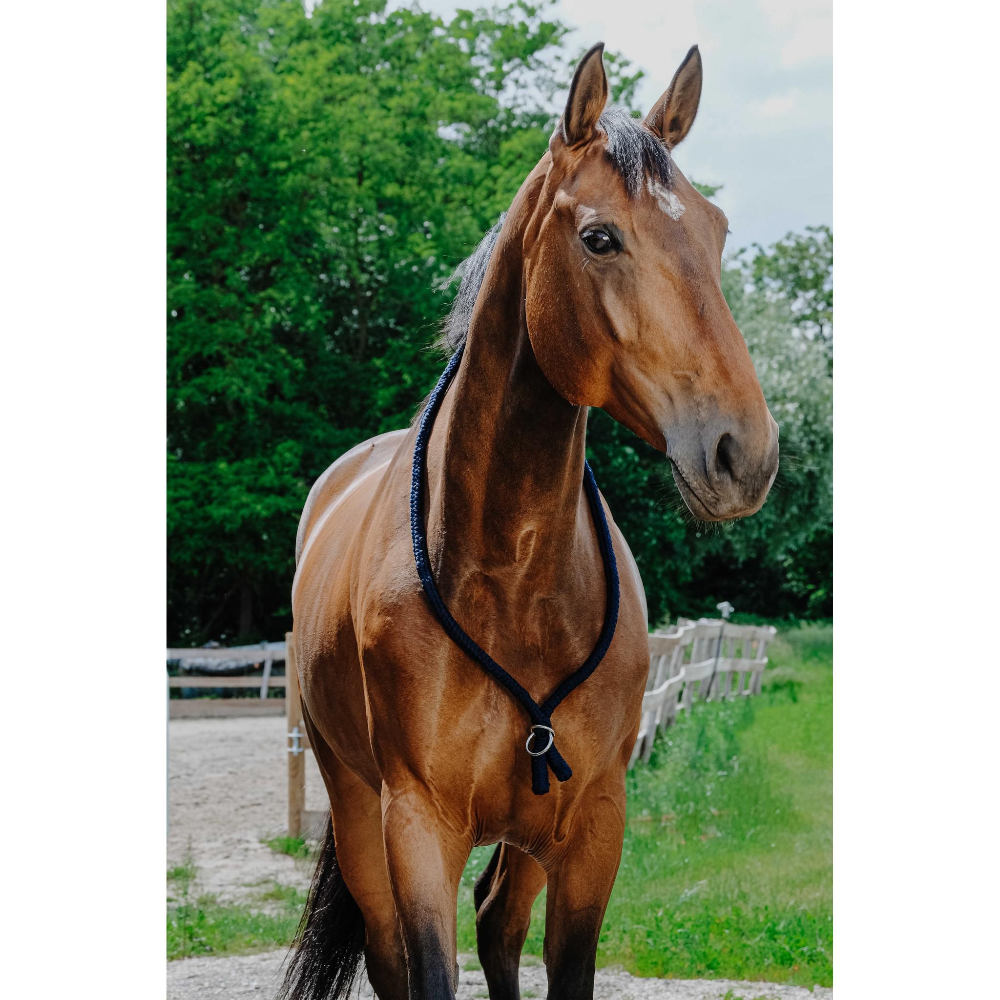 Norton Ethological Collar Navy blue 520990007