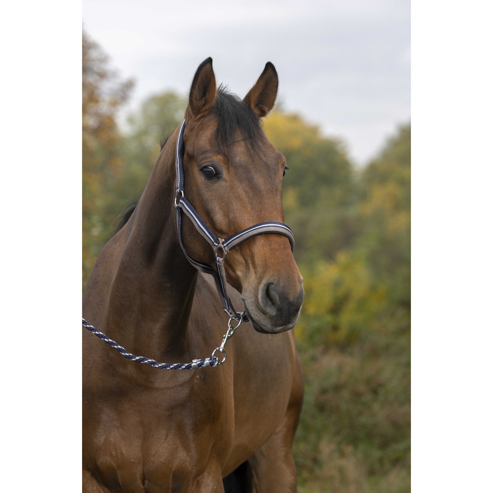 Norton Shining Halter + Lead Rope Taupe /navy blue 510609027
