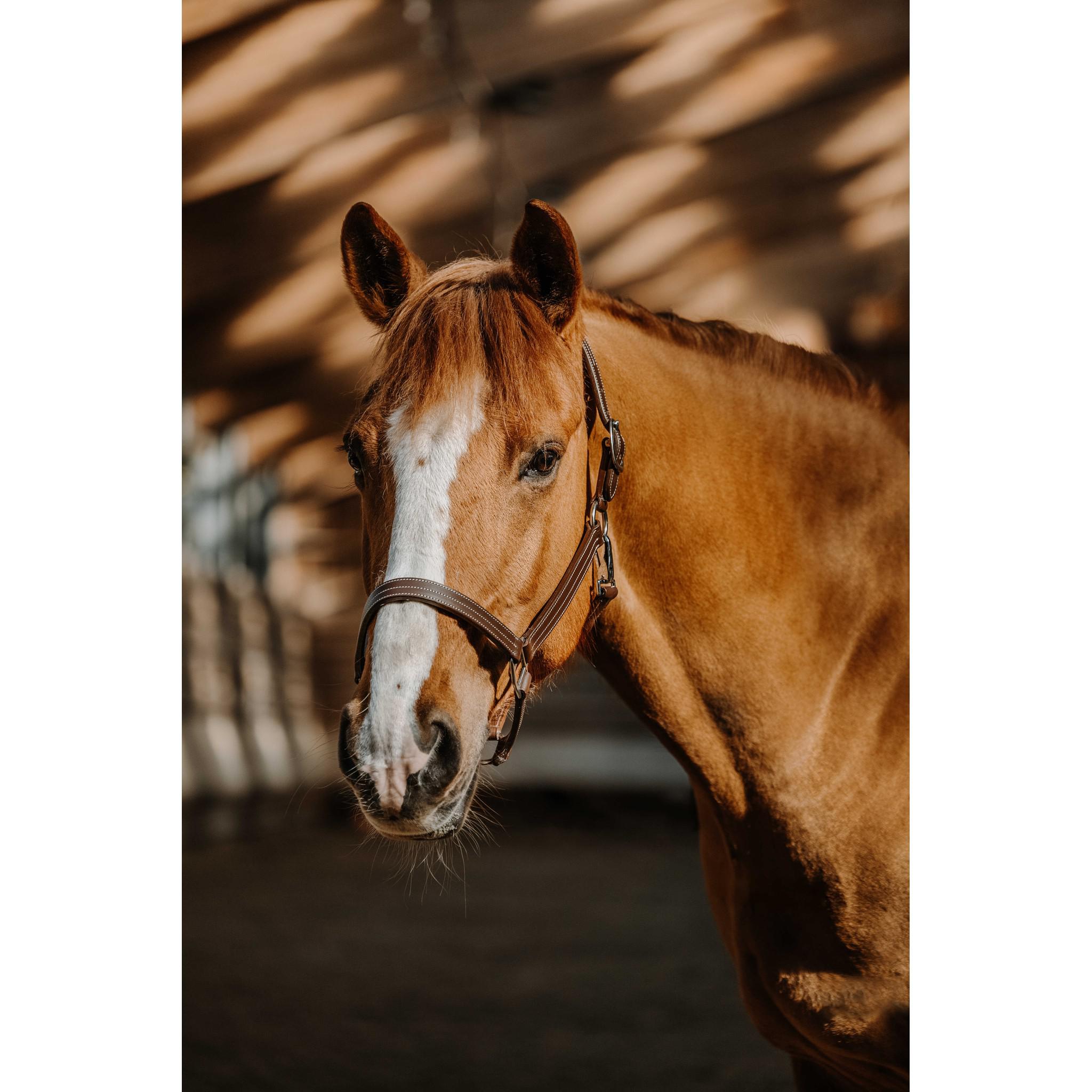 Norton US Halter Havana 510316318