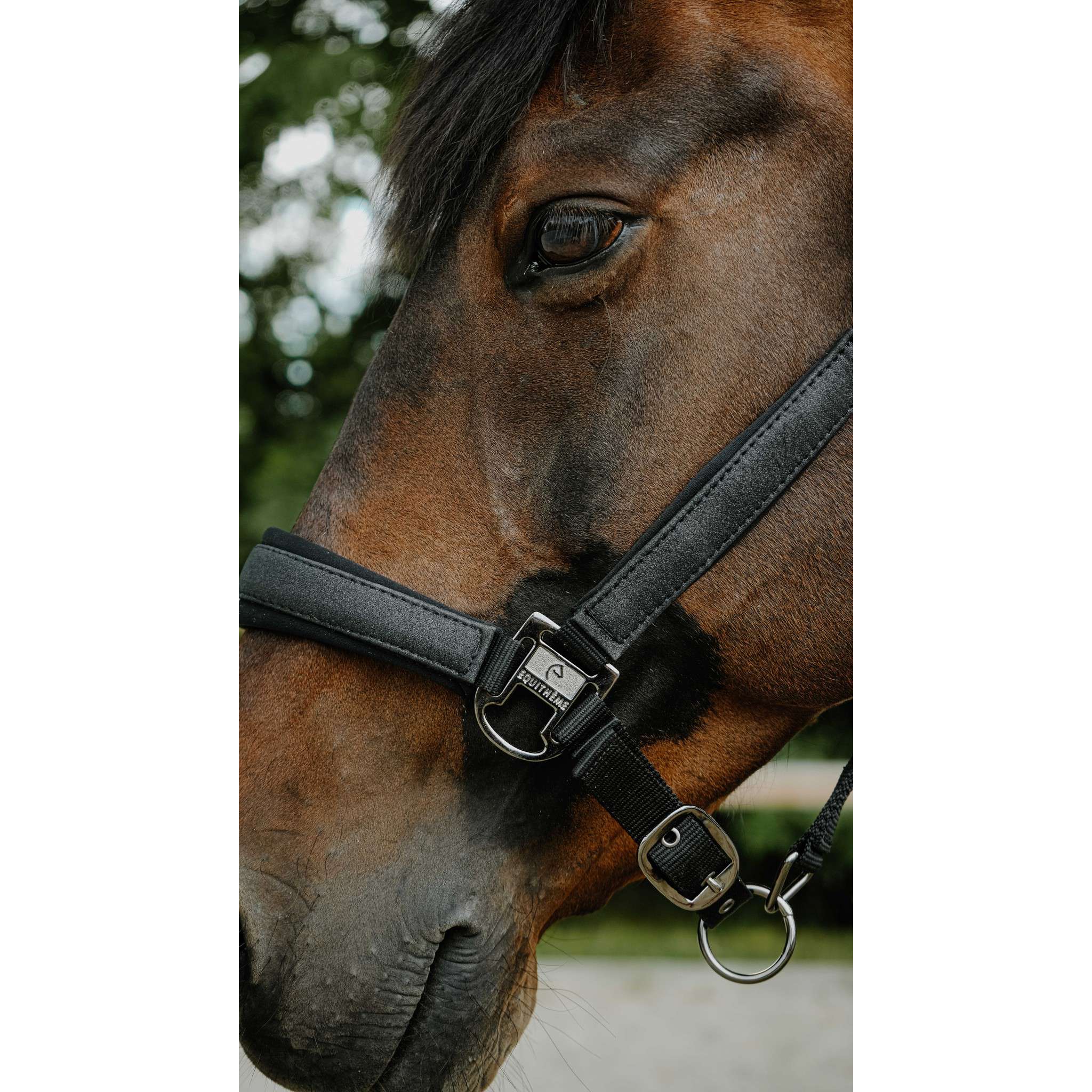 EQUITHÈME Halter - Glowy Black/black 510273302