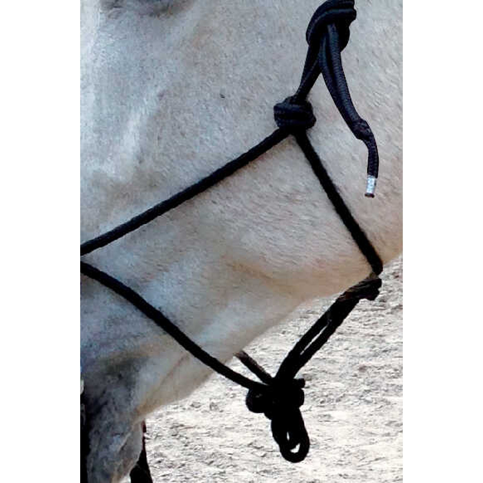Norton Ethological halter with reins Black 510155002