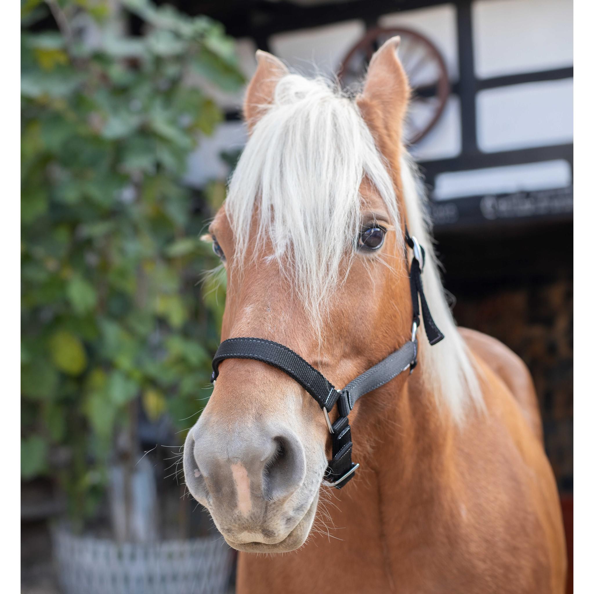 Draught horse nylon headcollar NORTON Black 510193002