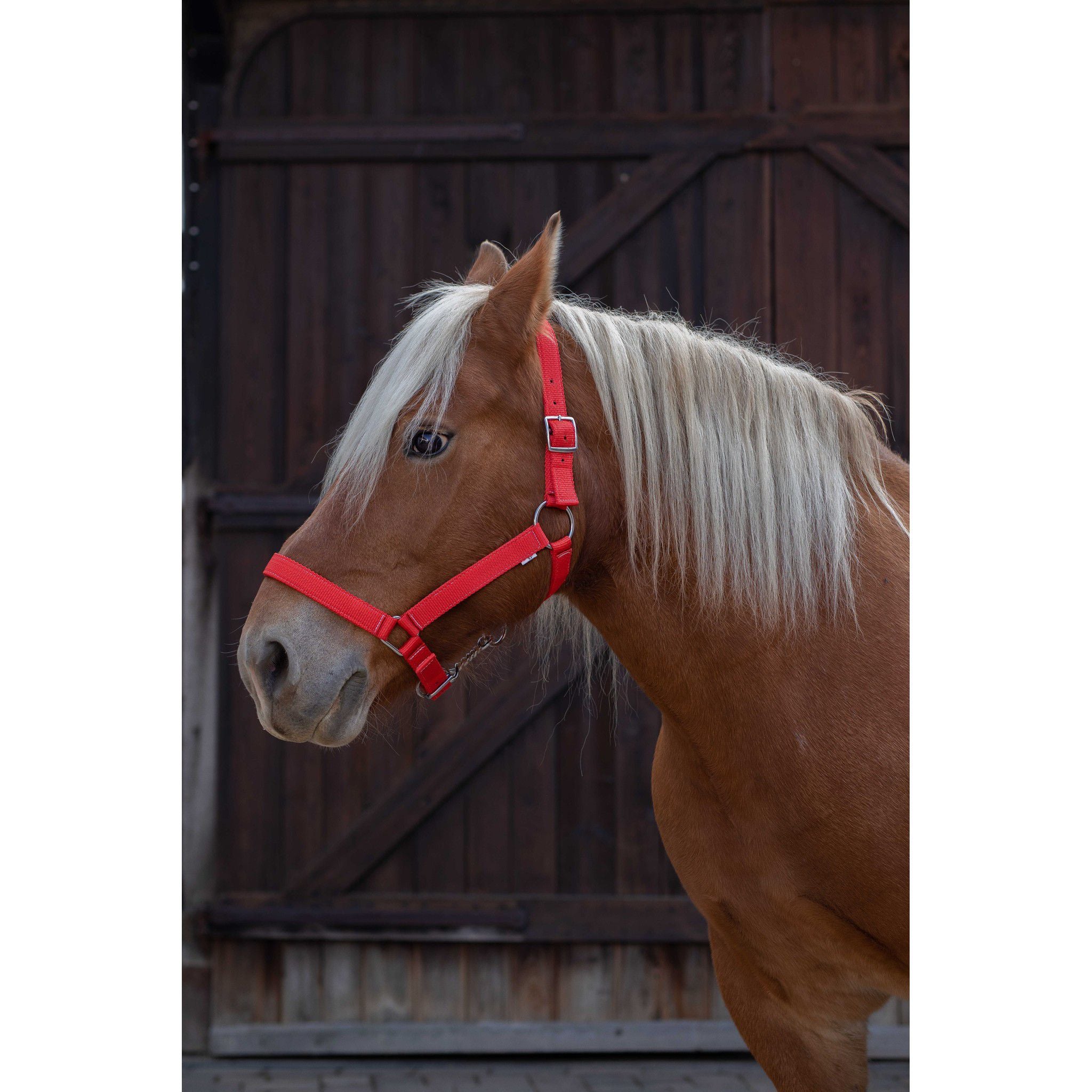 Norton Pro Draught Horse Halter Red 510194003