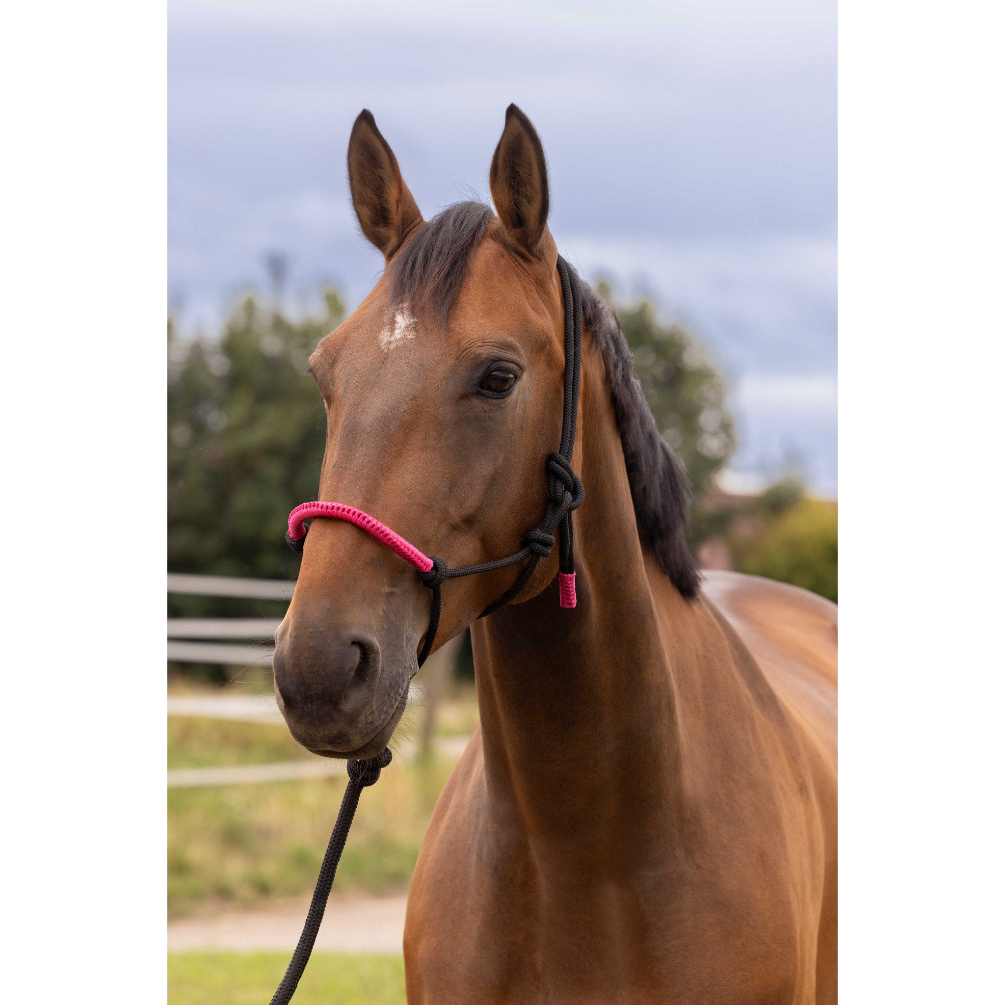 Norton Fun colour Ethological halter + lead rope Black/fuchsia 510160332