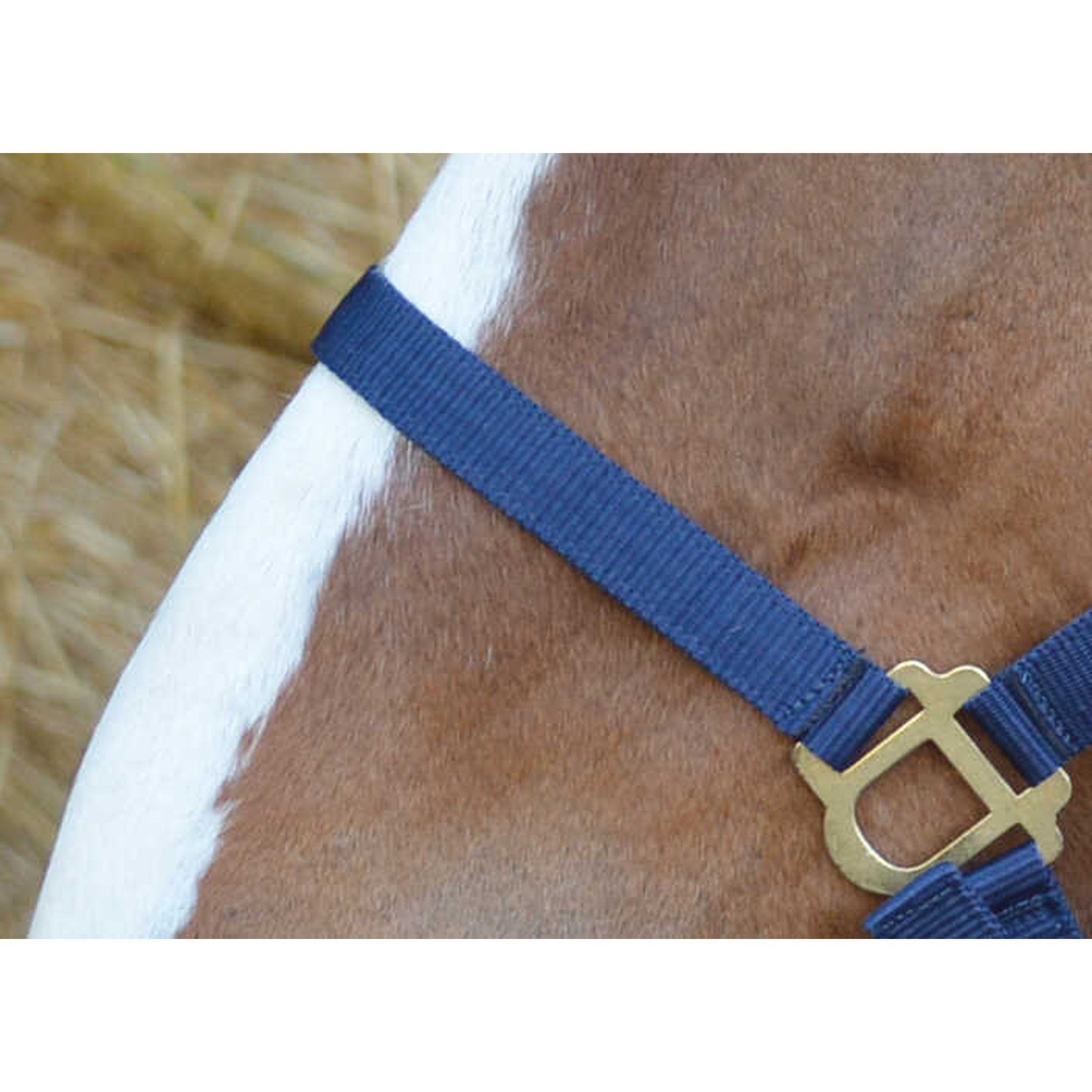 Riding World Nylon headcollar Navy blue 510032007