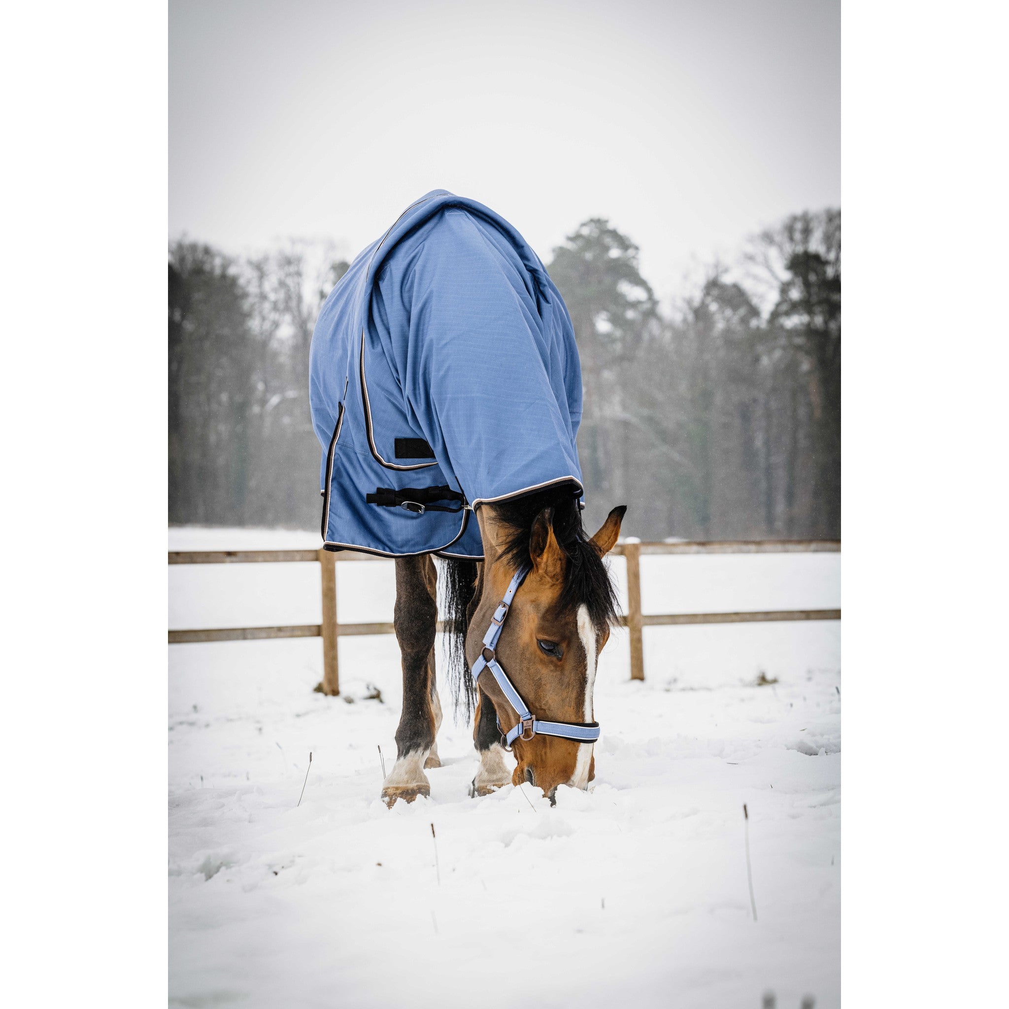 EQUITHEME Tyrex COBALT Neck Cover Blue - 400050061_ambi_6