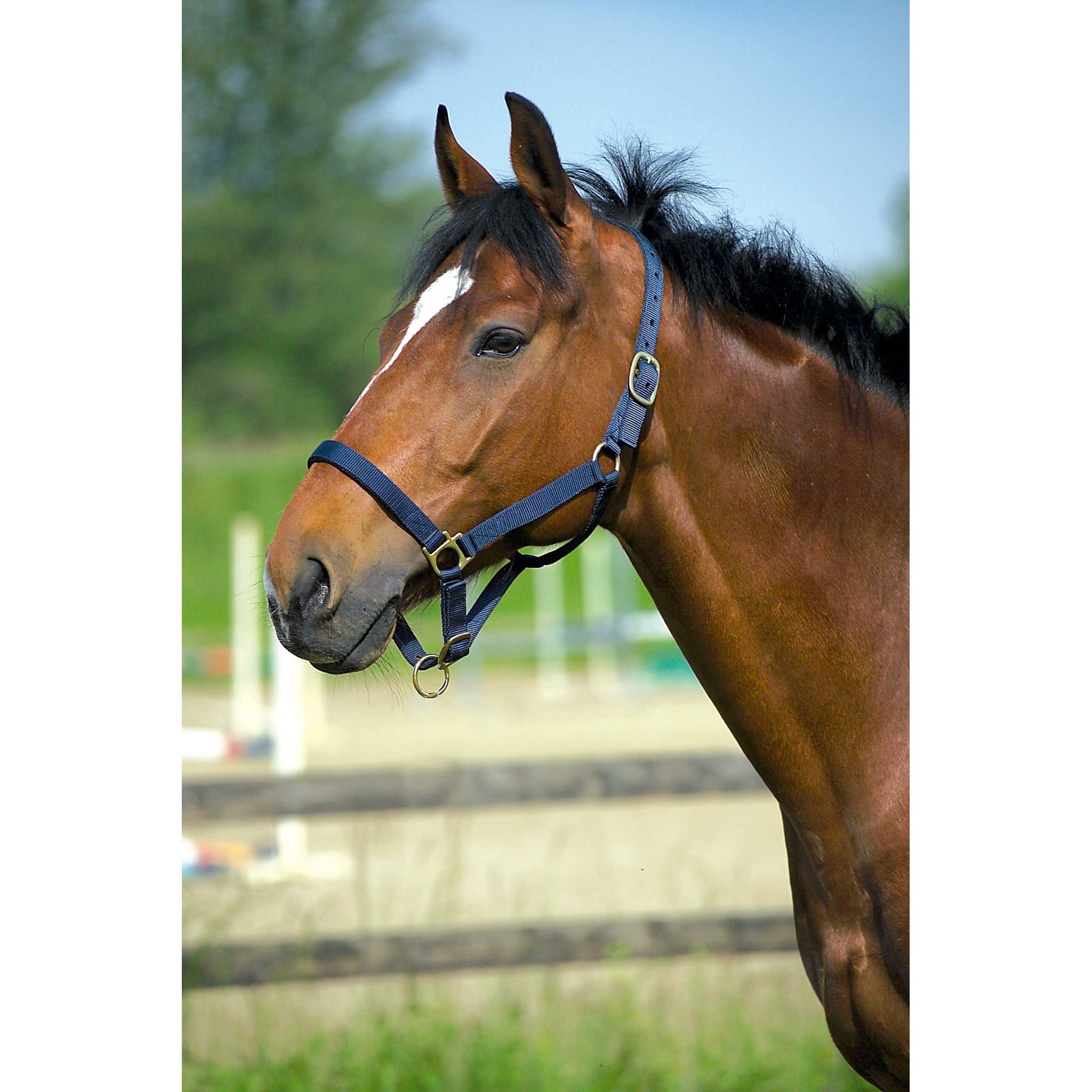 Norton Leather lined nylon headcollar Navy blue 510190007
