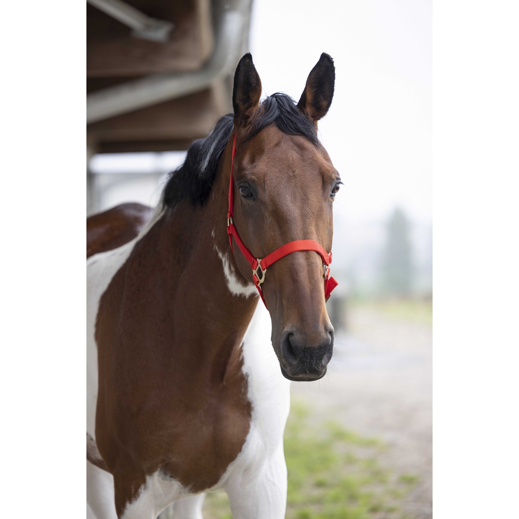 Norton Double thickness nylon headcollar with buckles Red 510041003