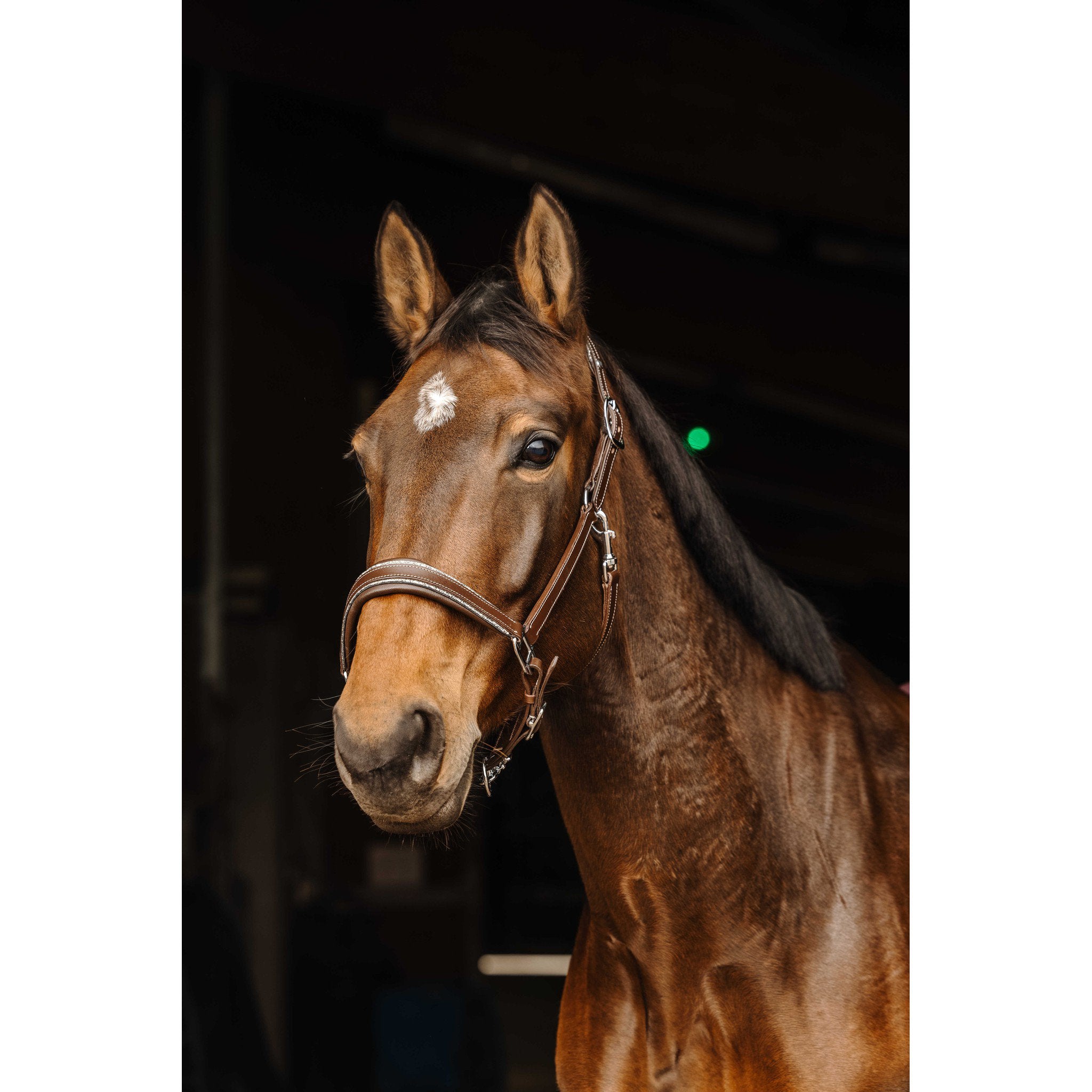 Norton Rock Halter Havana 510308318