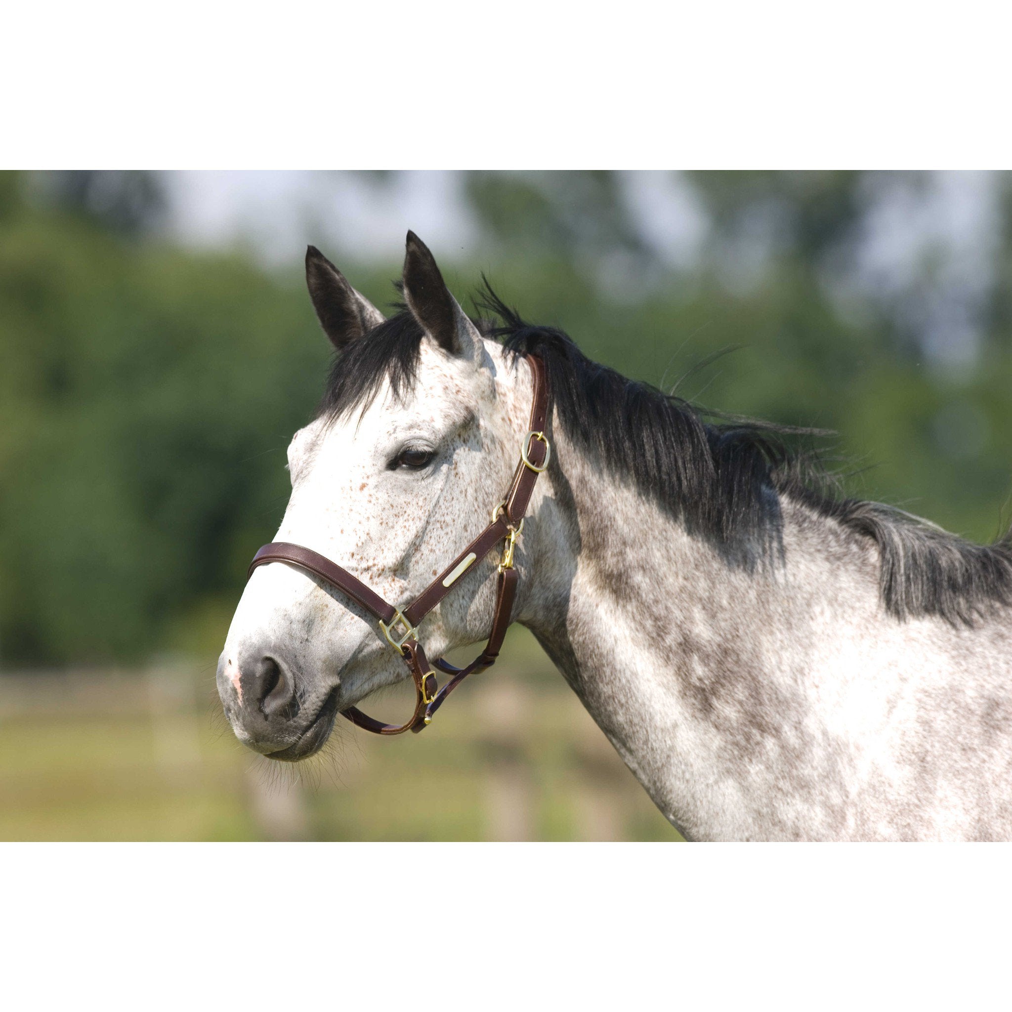 Headcollar with double ajustment Norton Club Havana 510227318