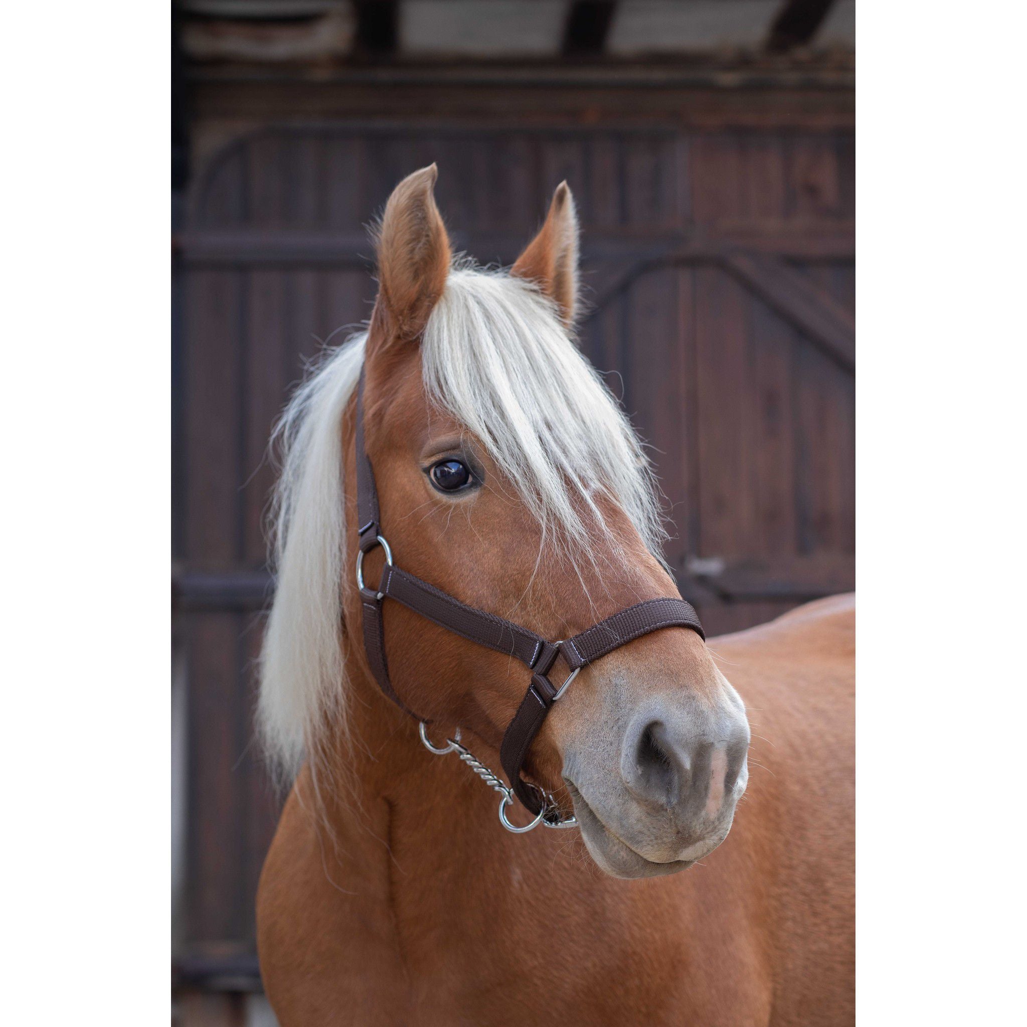 Norton Pro Draught Horse Halter Brown 510194004