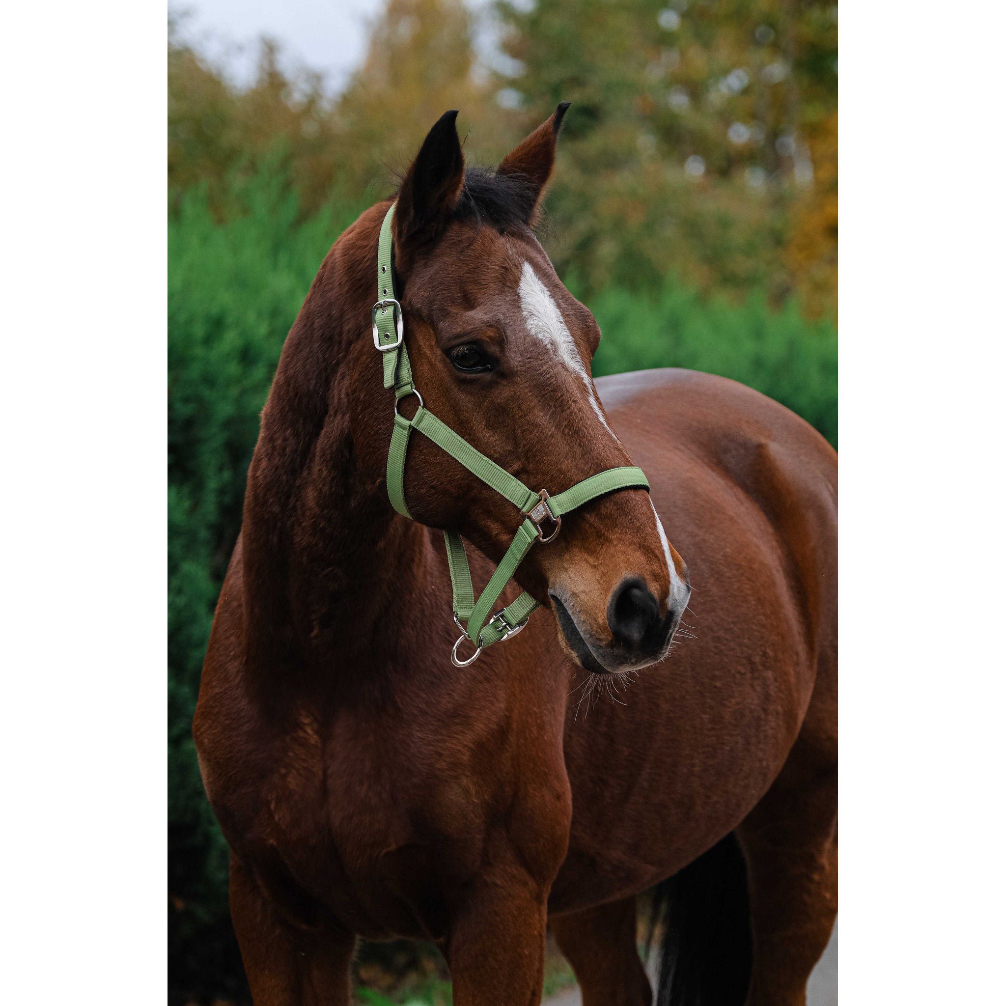 EQUITHÈME Spring Halter Light green 510257008