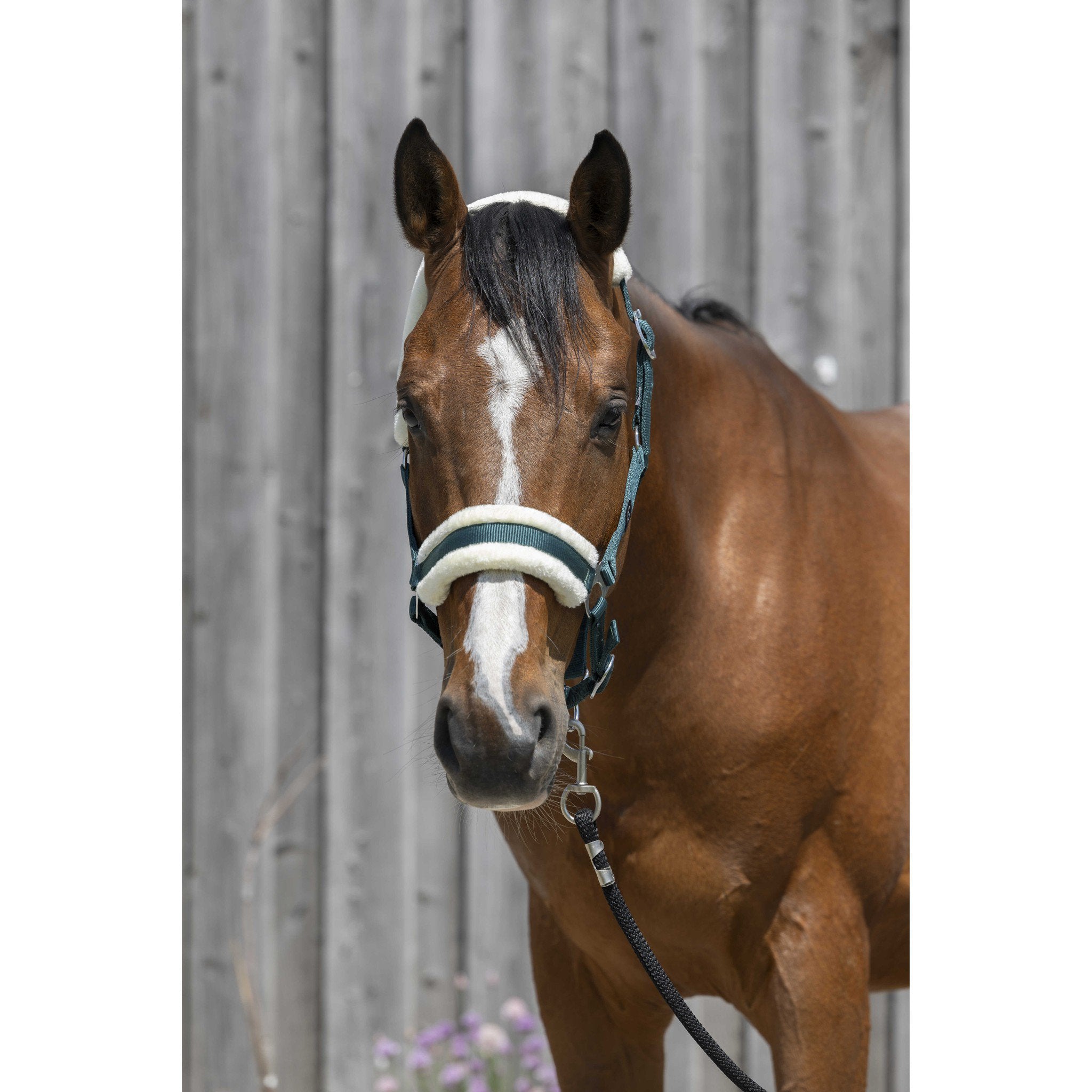 Riding World Synthetic Sheepskin Halter Dark green 510242309
