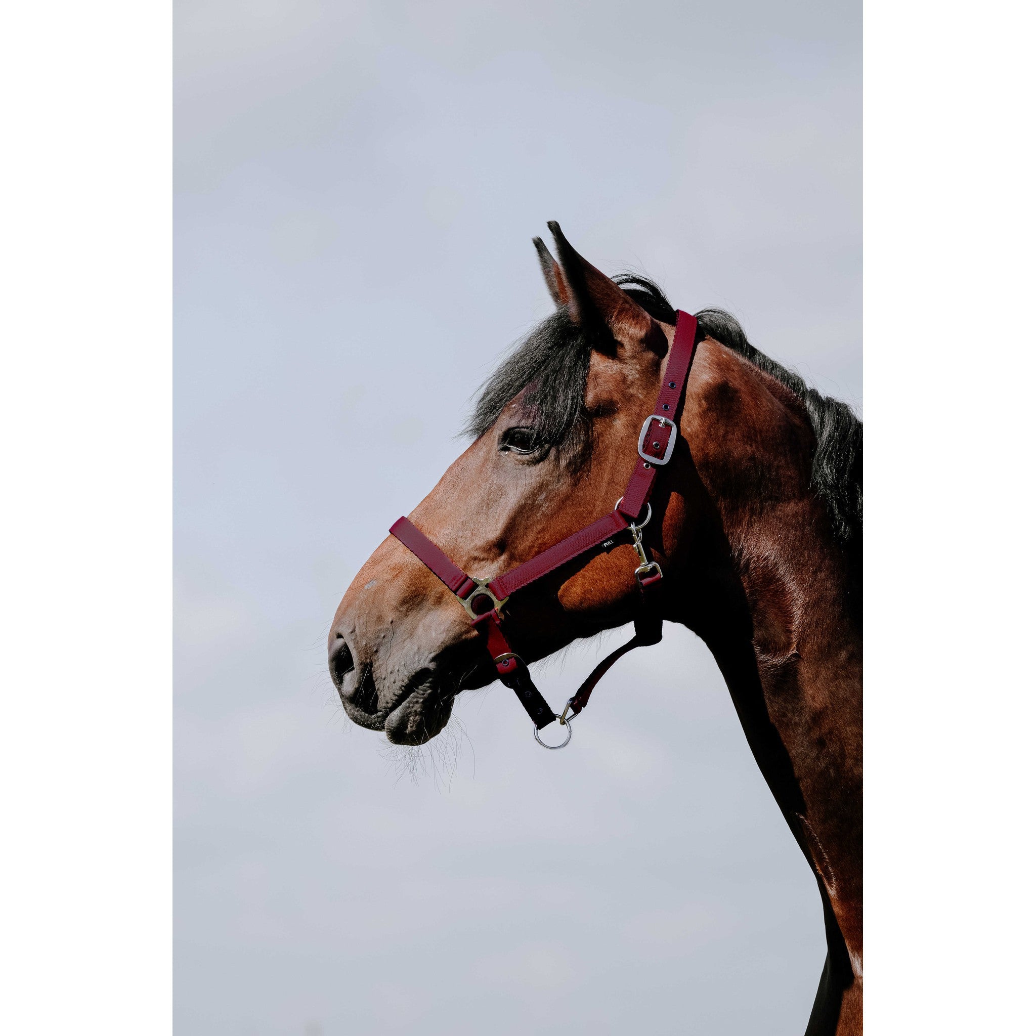 Riding World Cushion Halter Burgundy 510258333