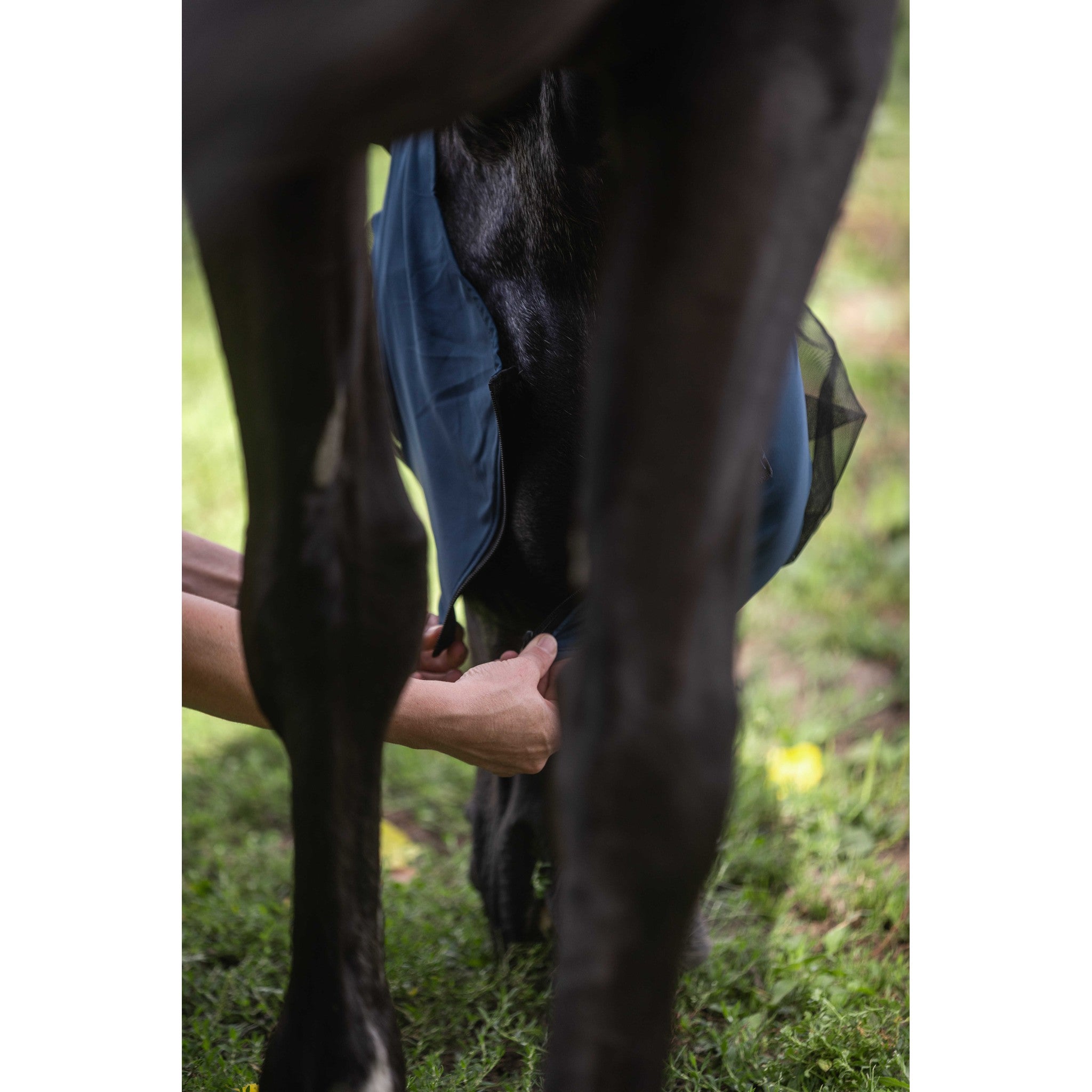 LAMI-CELL Lycra Fly Mask Blue - 306046206_ambi_3