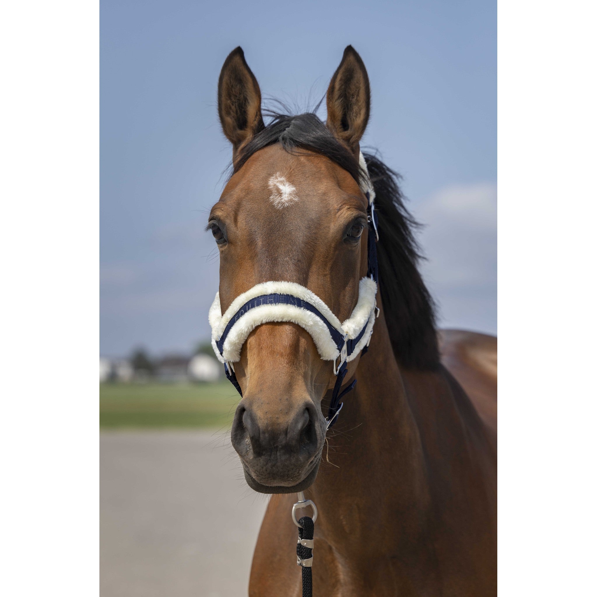 EQUITHÈME Mouton Halter Navy/white 510253307