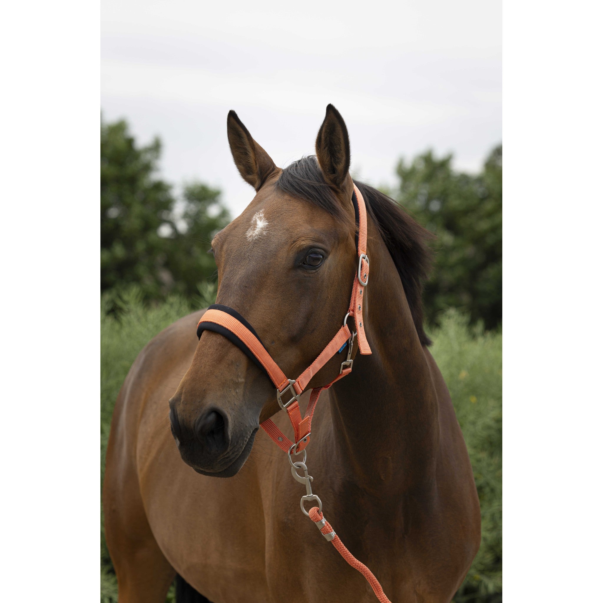 Norton Large Halter + lead rope Coral 510249325