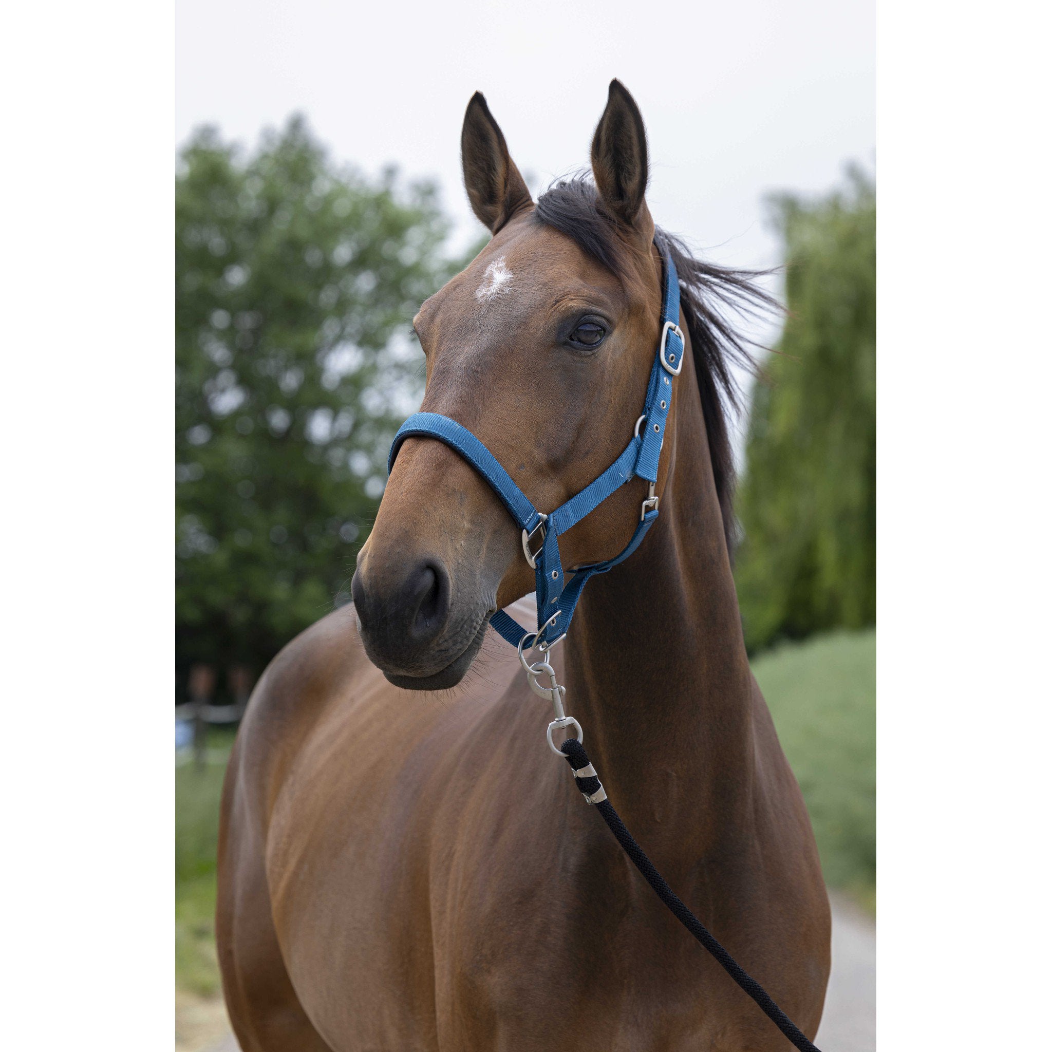 Norton Satine Halter Peacock blue 510248340