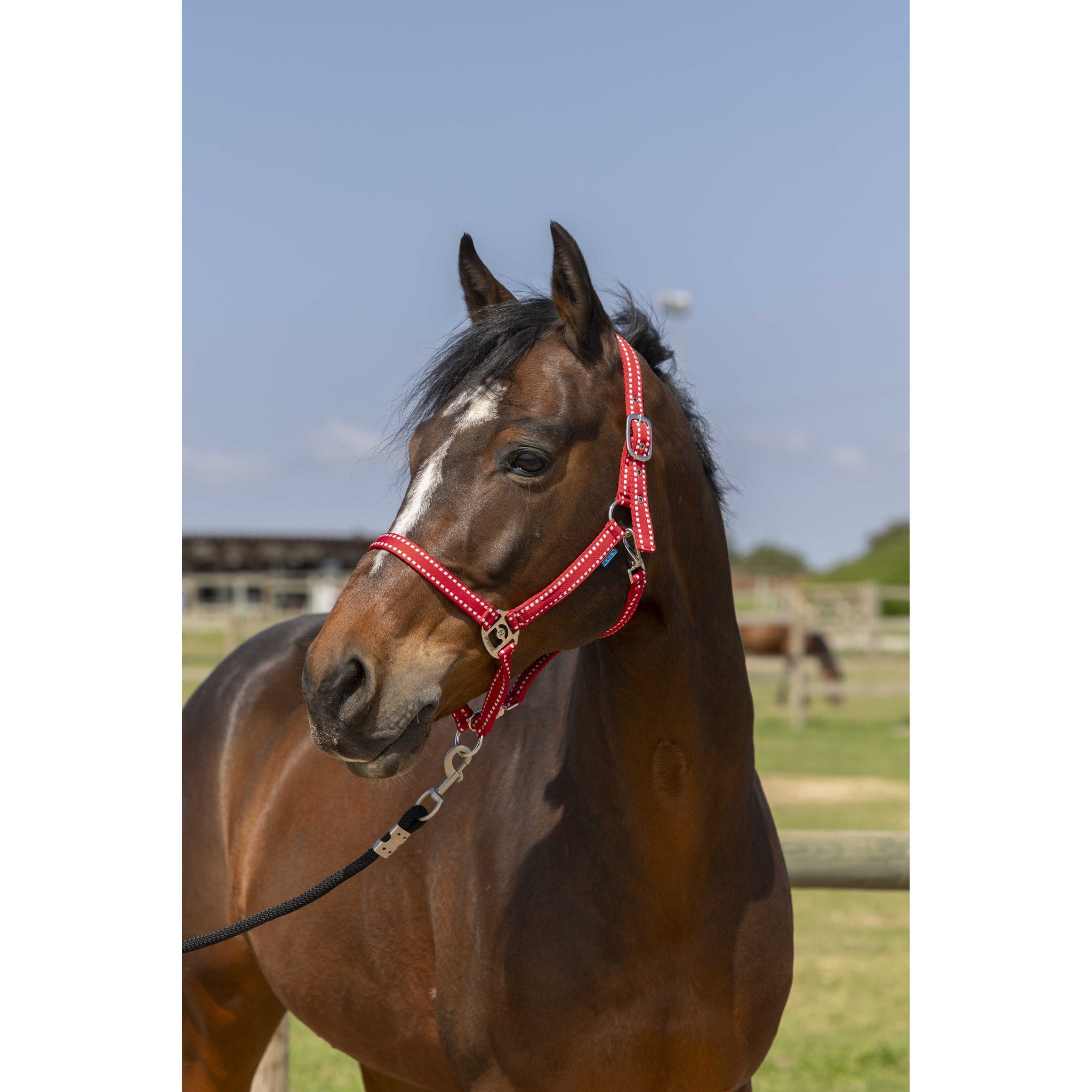 Norton Grooming Halter Red 510245303
