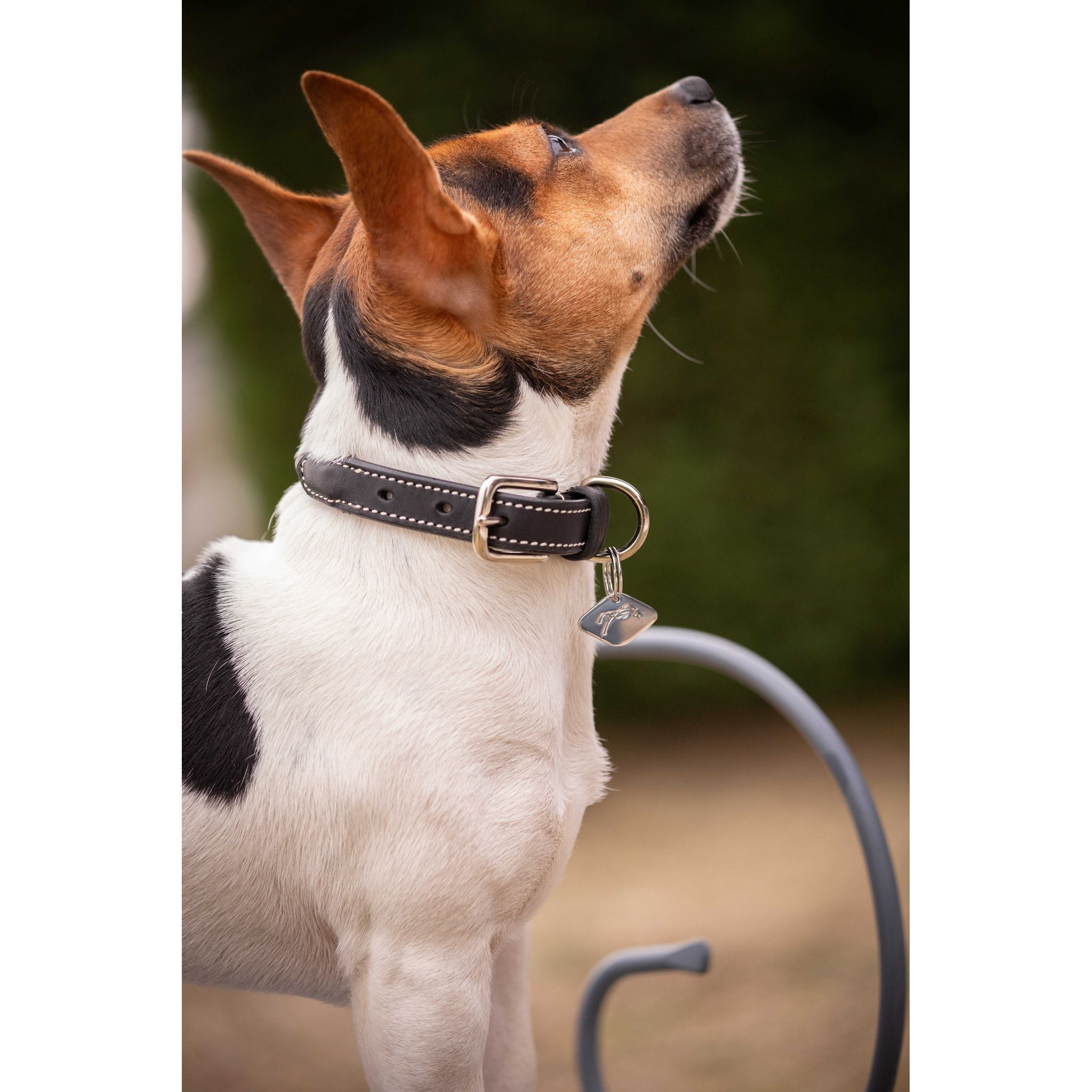 Penelope Olie Dog Collar Havana - 409825430_ambi_1