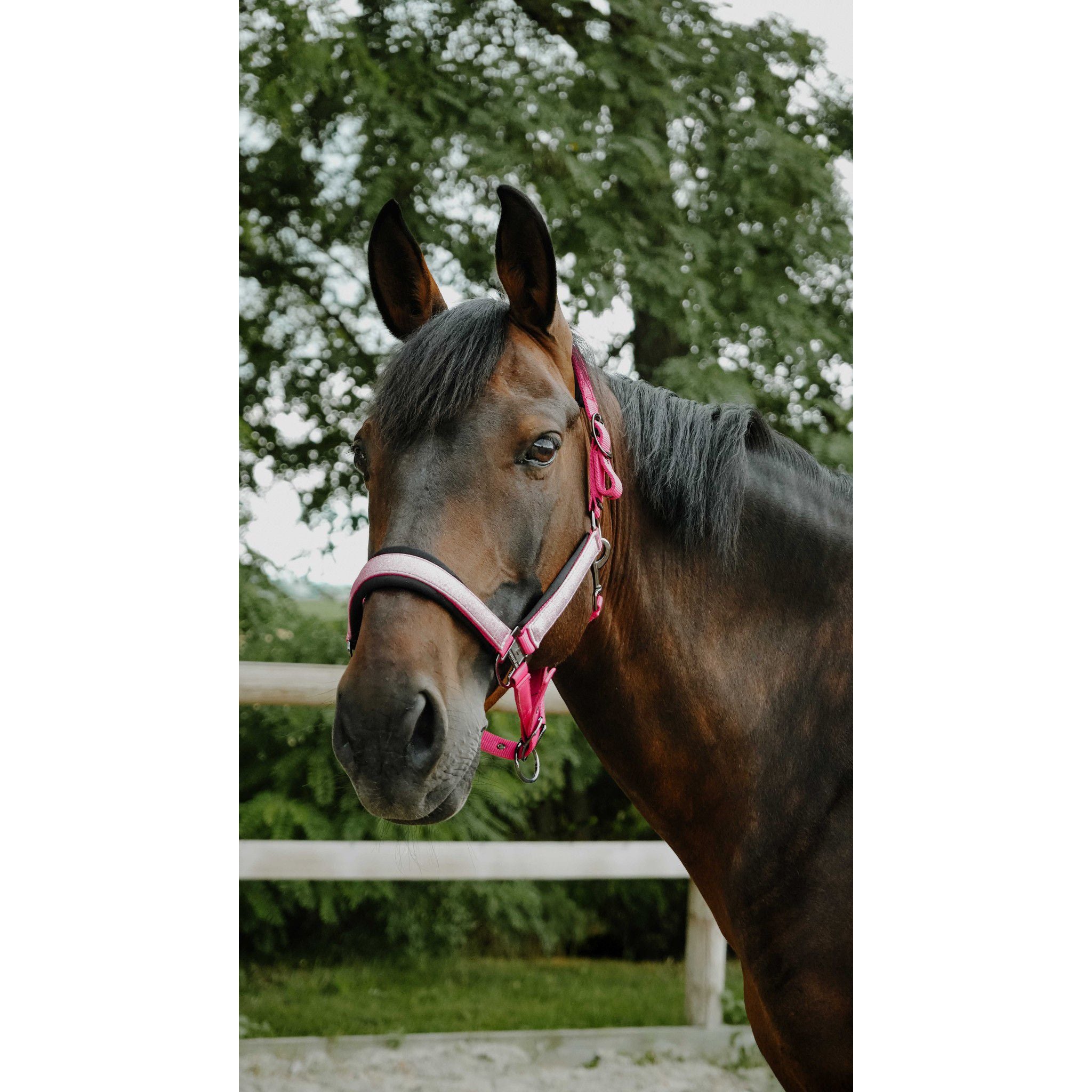 EQUITHÈME Halter - Glowy Pink/pink 510273313