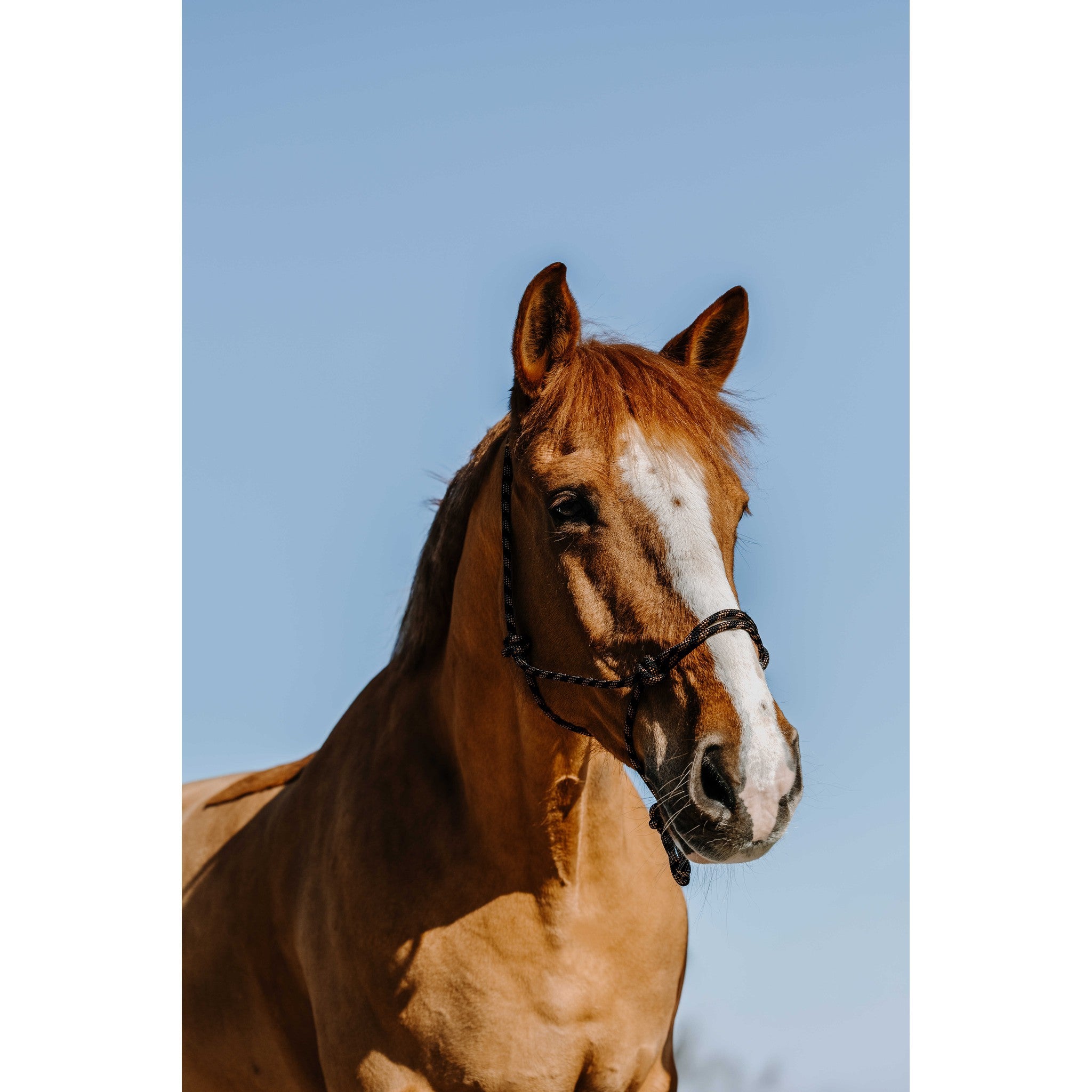 Norton Zary Ethological Halter Black 510269302