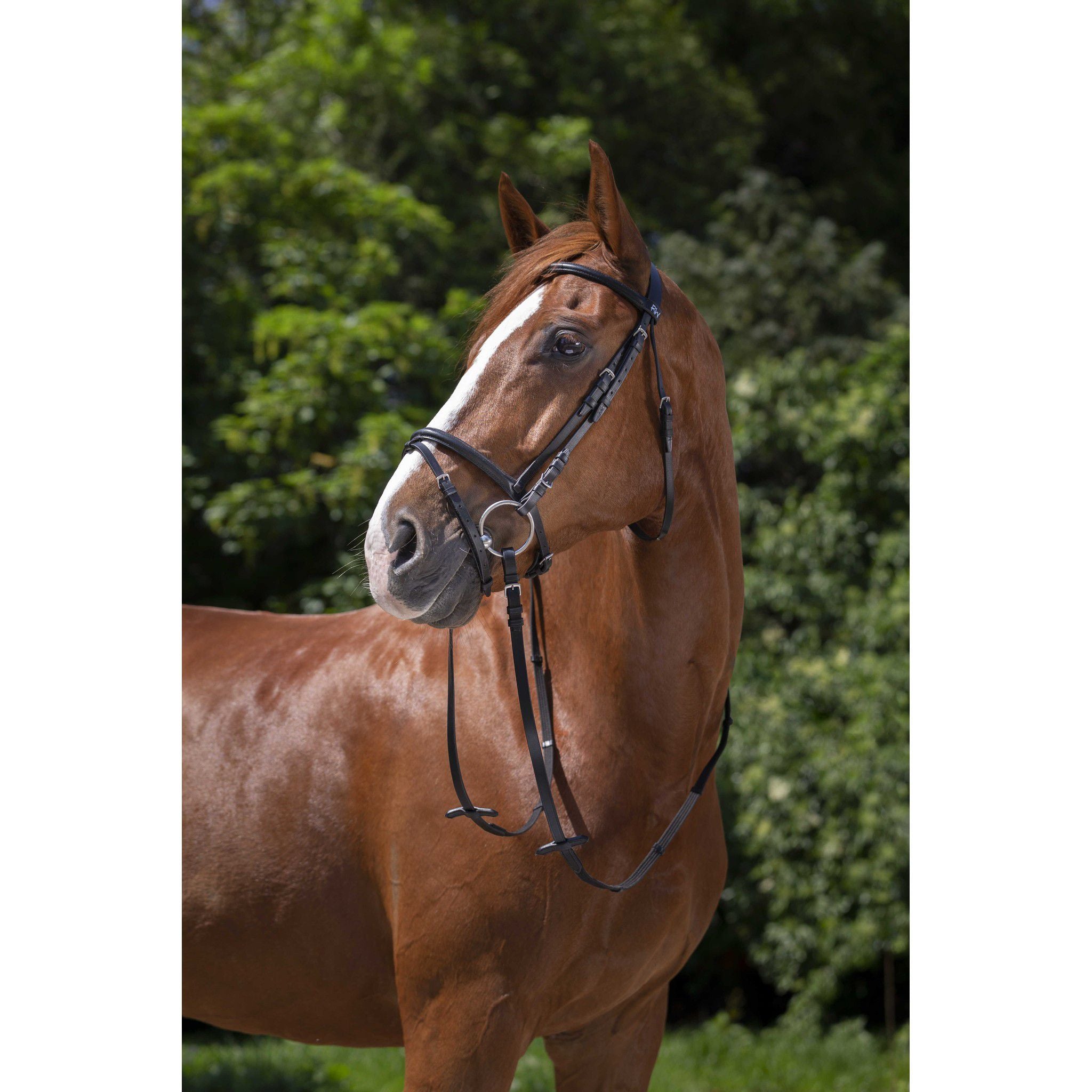 Bridle Riding World combined Black 301004302