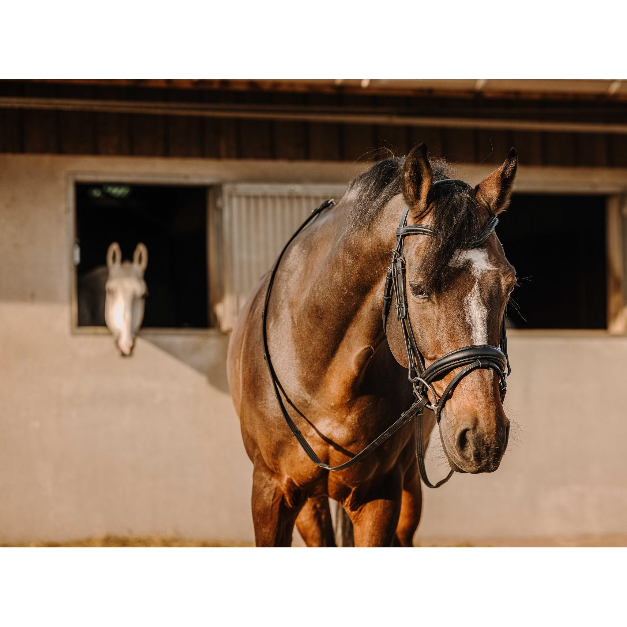 Éric Thomas Bat Bridle Black 301909302