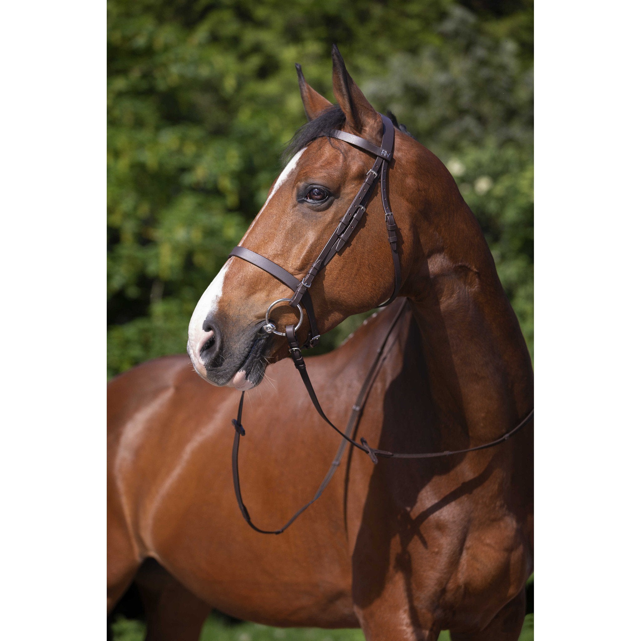 Bridle Riding World french noseband Havana 301003318