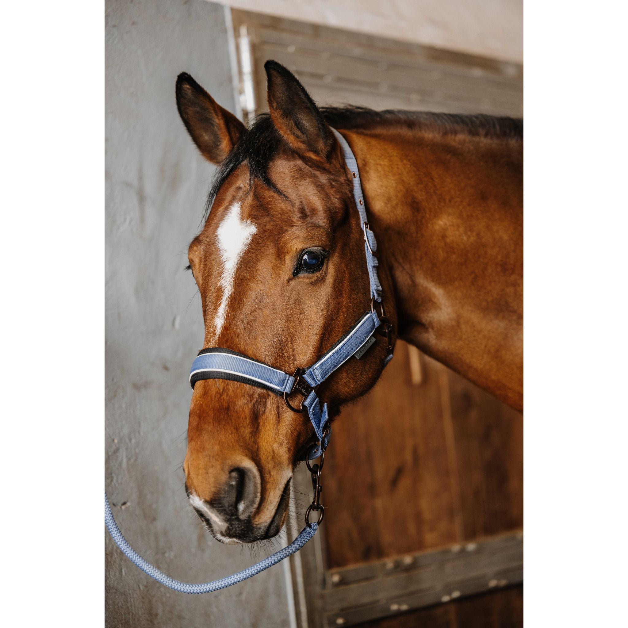 EQUITHEME COCO Halter and Lead Set Blue - 510205319_ambi_2