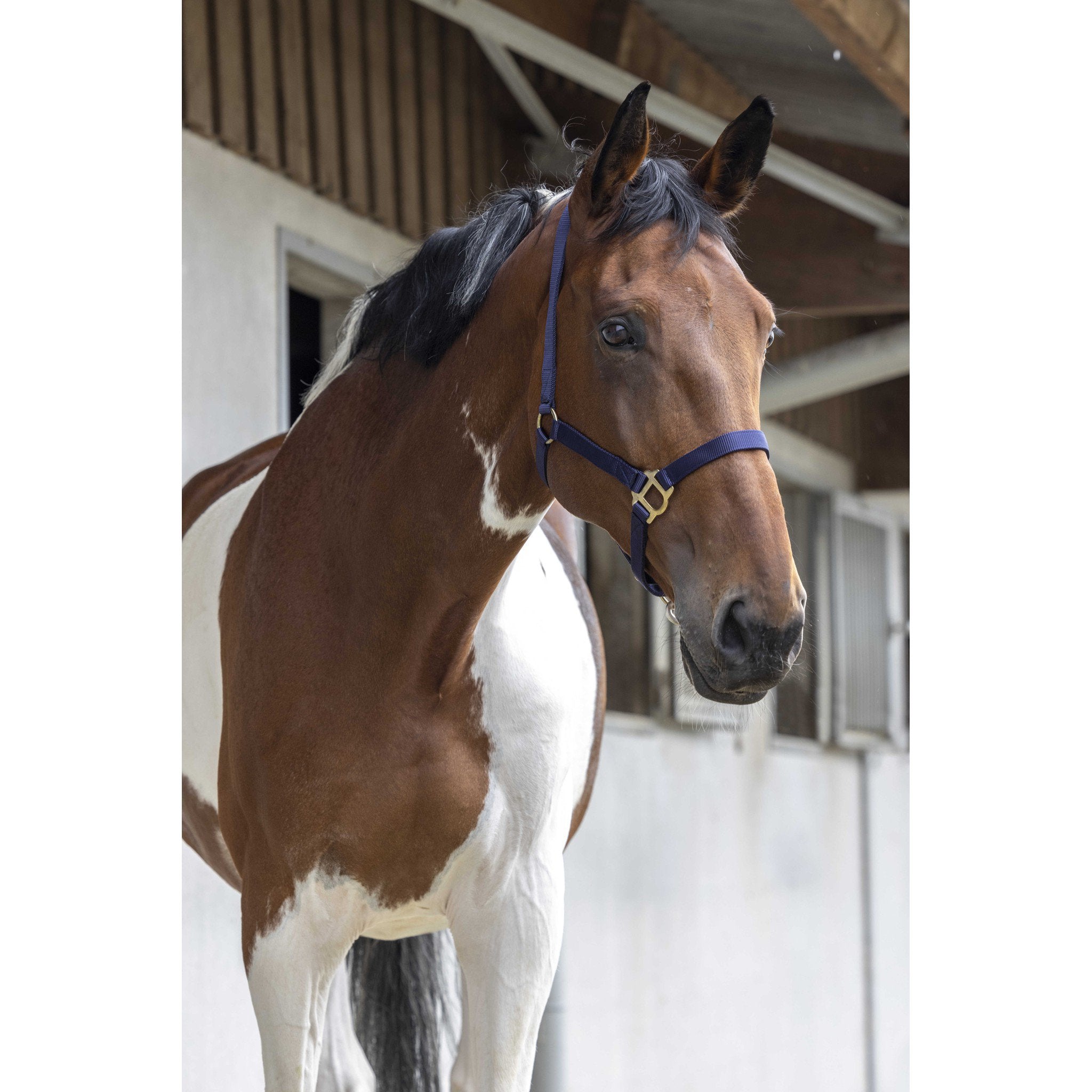 Riding World Nylon headcollar Navy blue 510032007