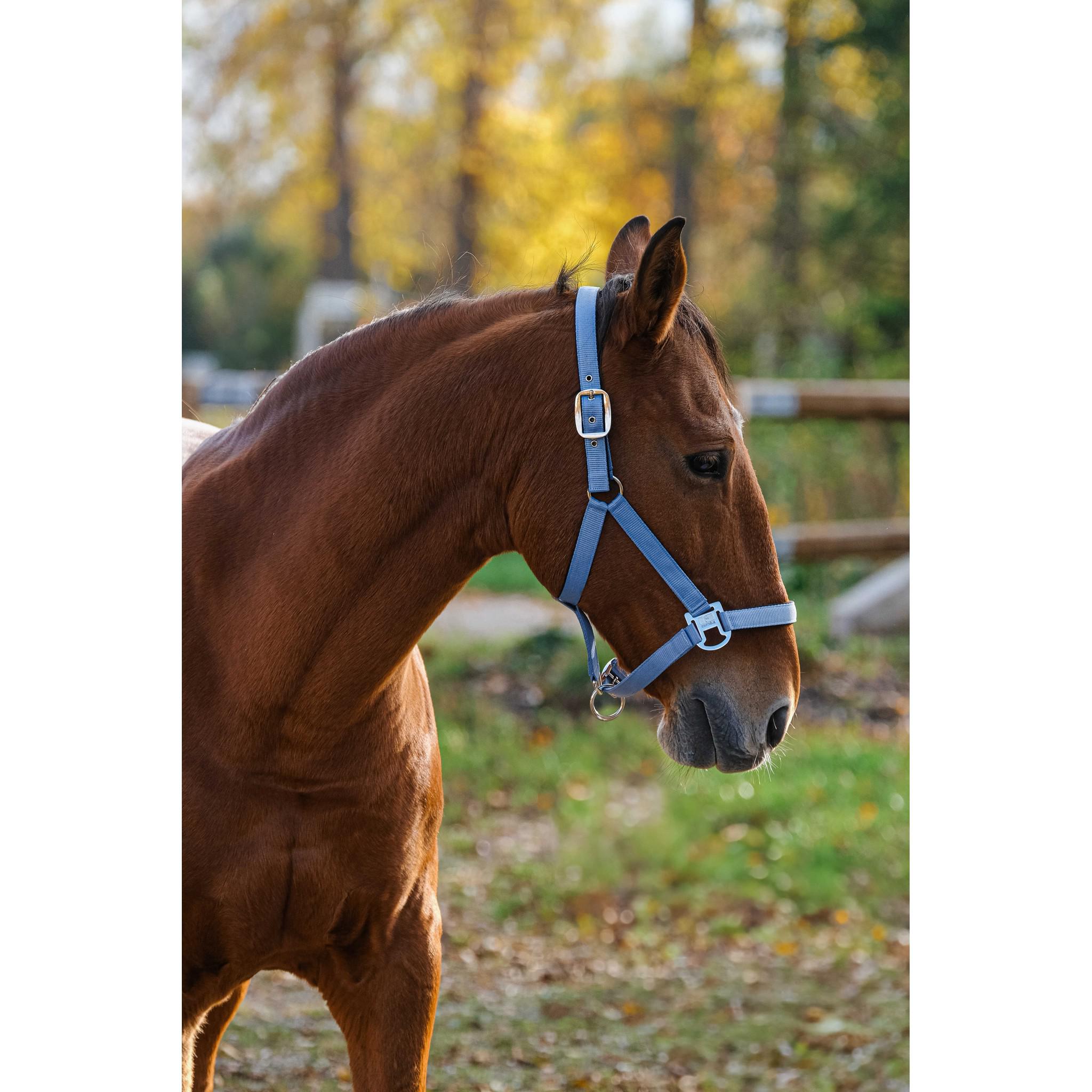 EQUITHÈME Spring Halter Blue 510257006