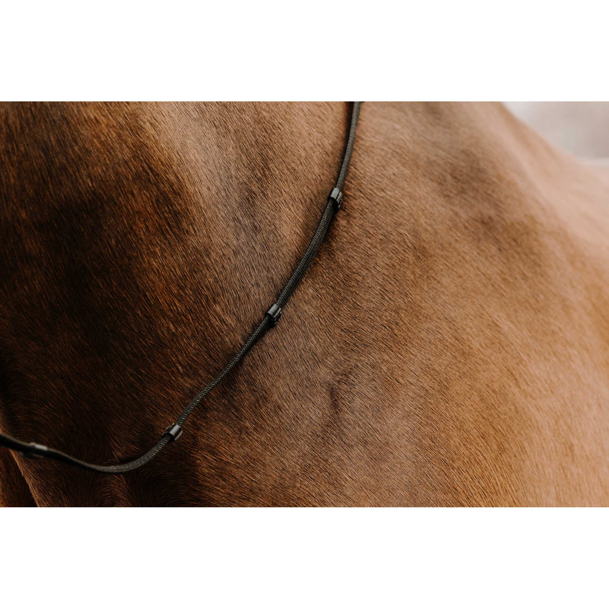 Norton Club Oily Web Reins Black 305010302
