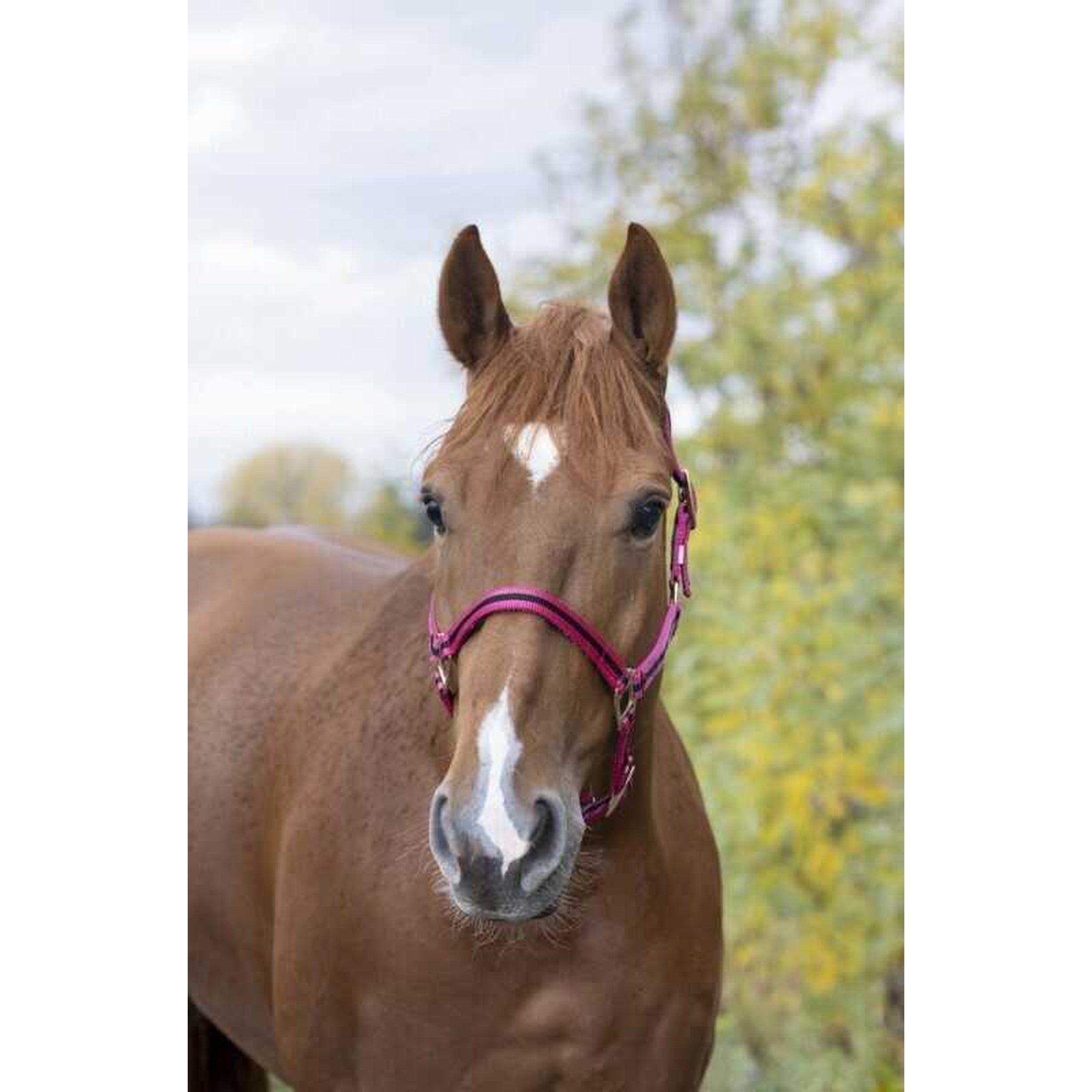 Norton Leather lined nylon headcollar Raspberry/black 510175352
