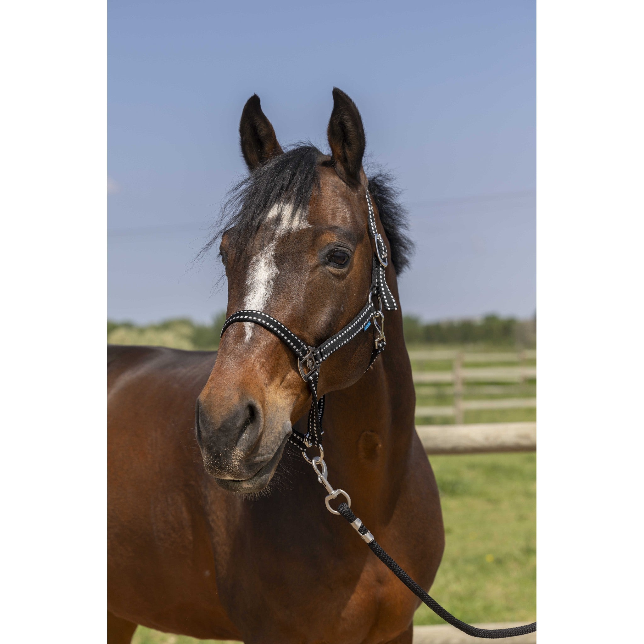Norton Grooming Halter Black 510245302