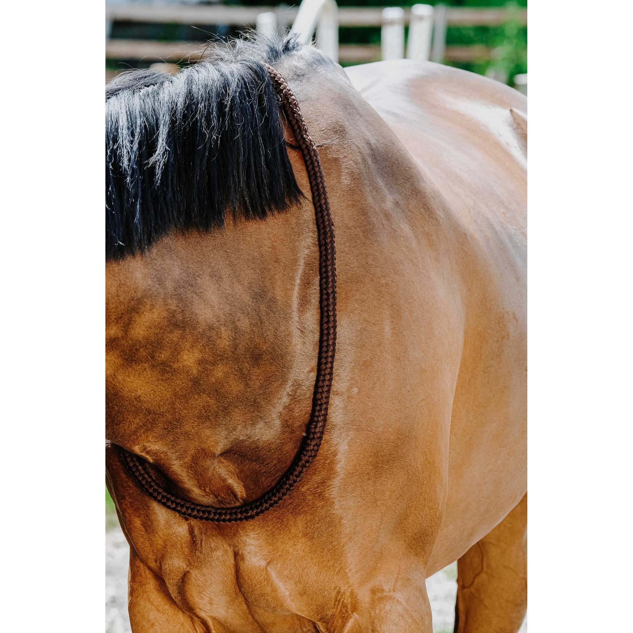 Norton Ethological Collar chestnut brown 520990004