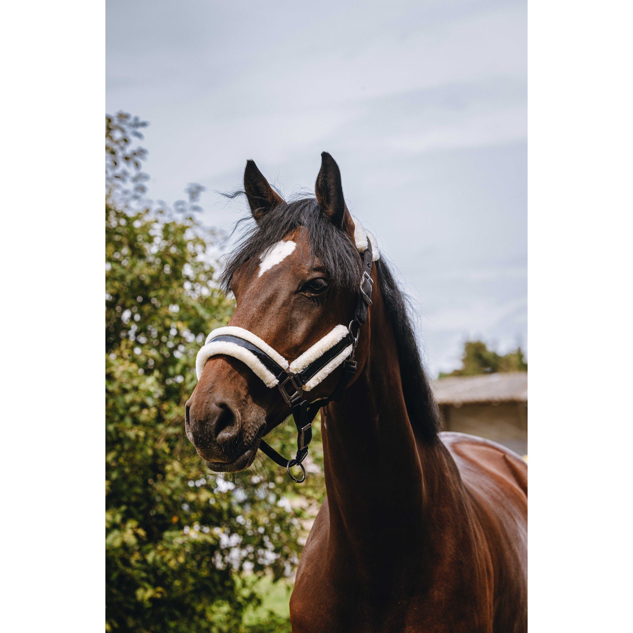 EQUITHÈME Fashion Halter Black 510260302