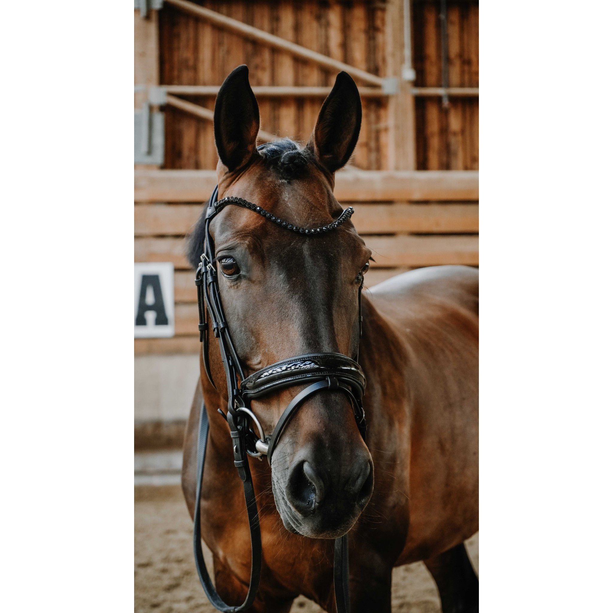 Norton Pro Royal Bridle Black 301842302