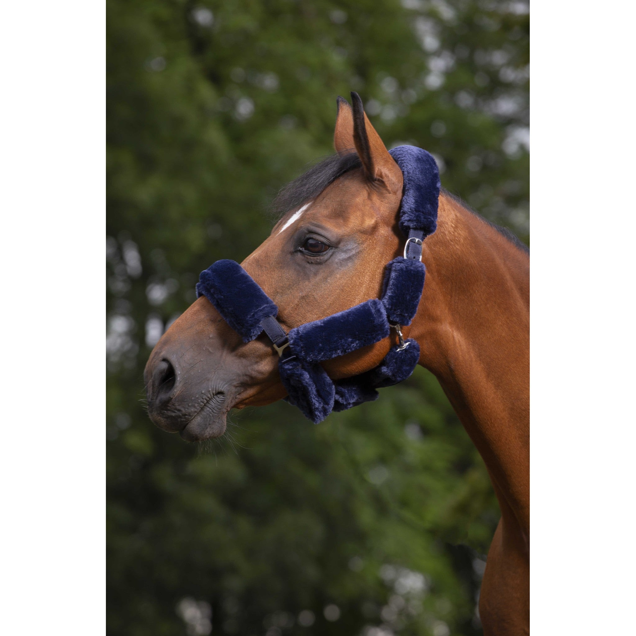 EQUITHÈME Teddy Halter Set Navy blue - 207500207_ambi_1