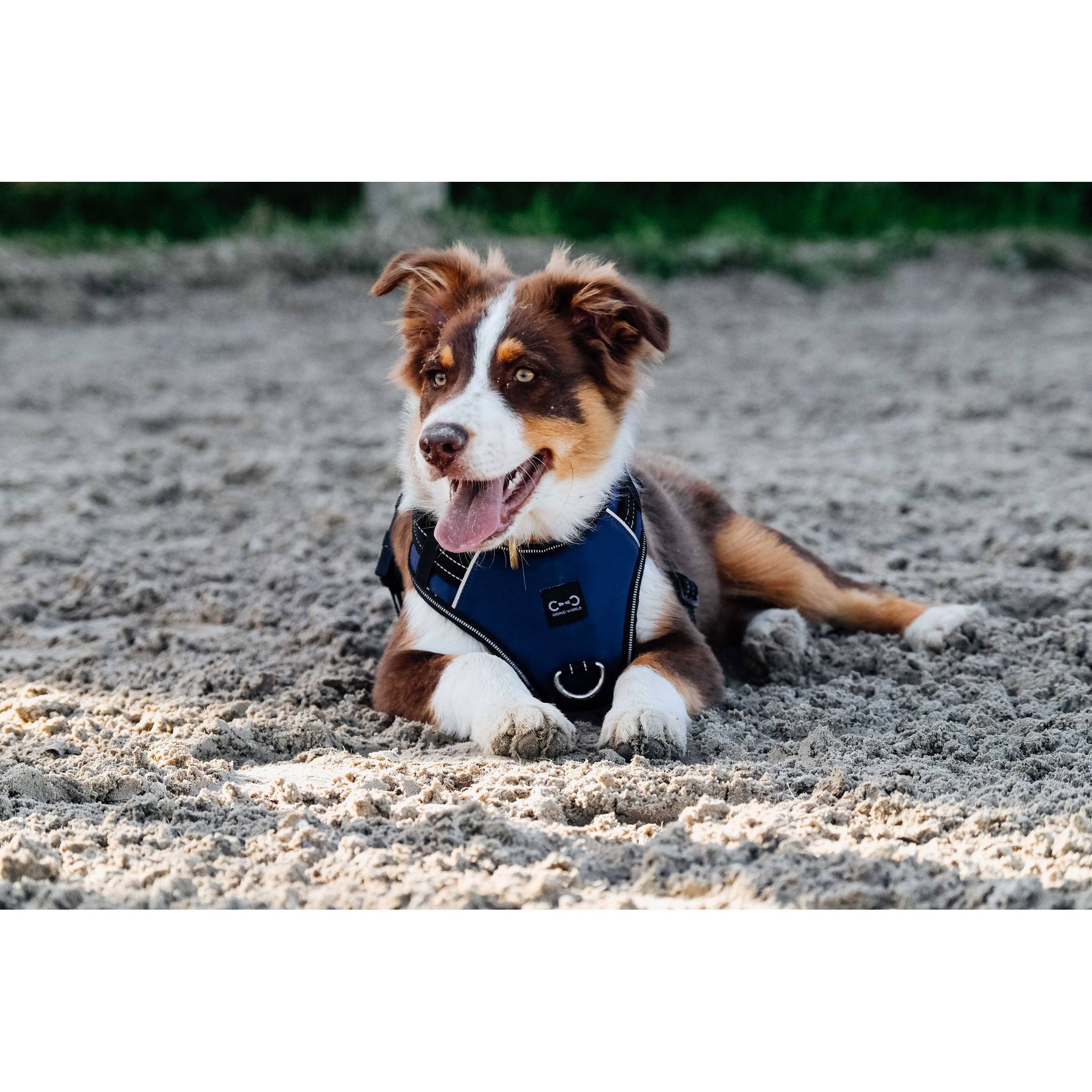 Riding World Simba Dog Harness Navy blue 409059002