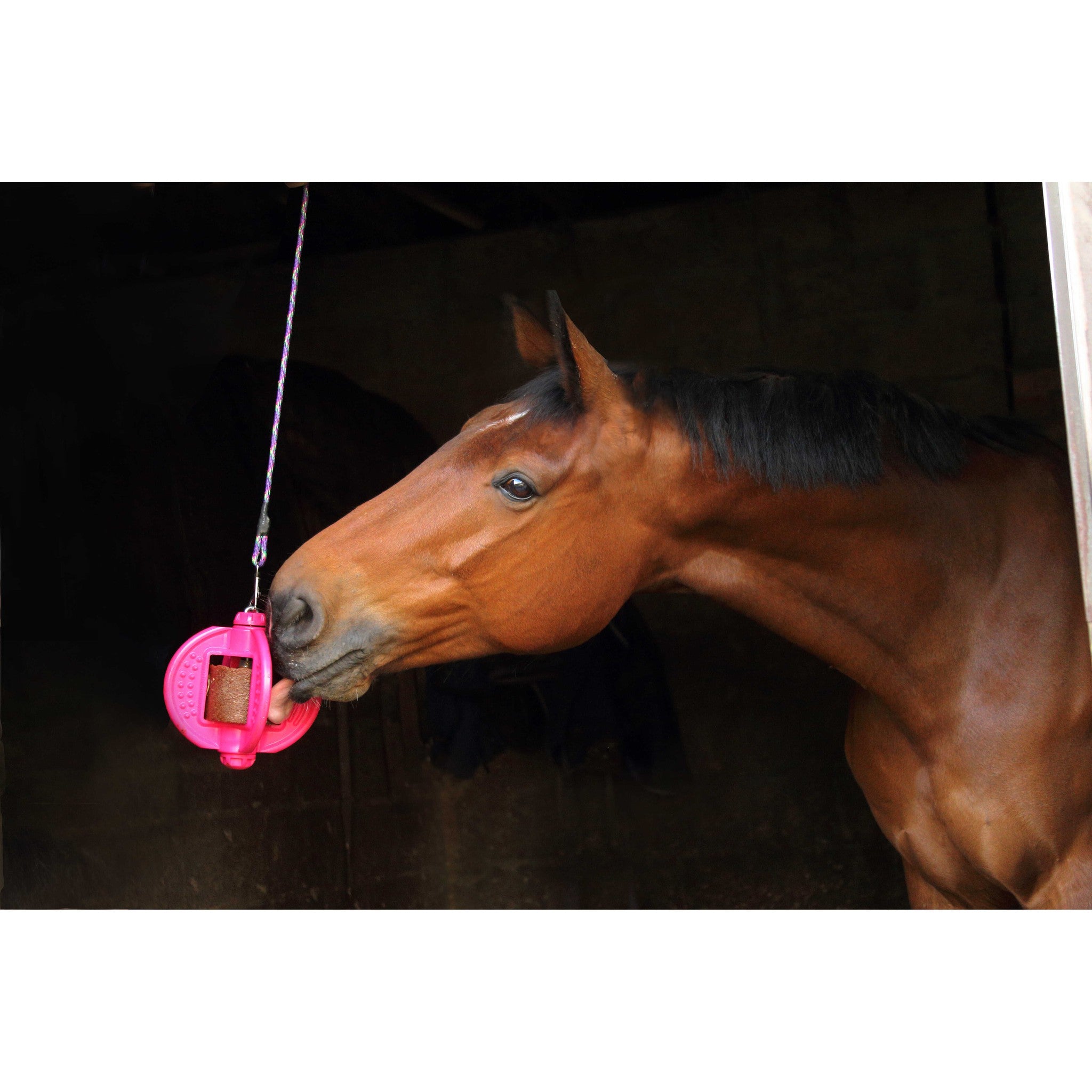 Bizzy Ball Holder Fuchsia - 380080052_ambi_2