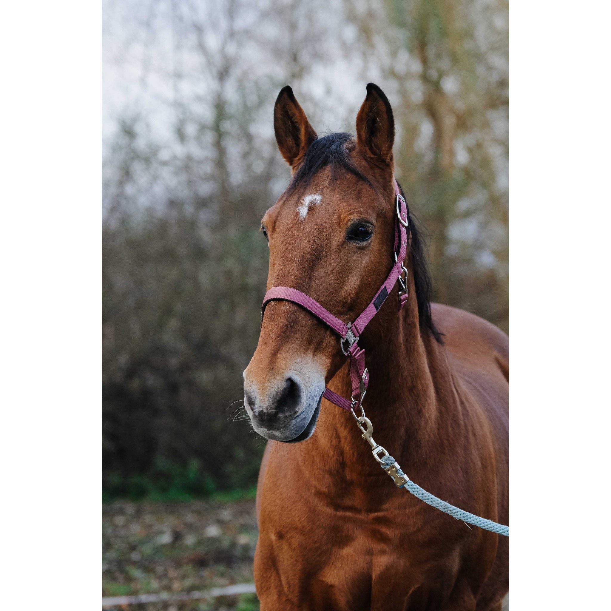 EQUITHÈME Spring Halter Pink 510257013