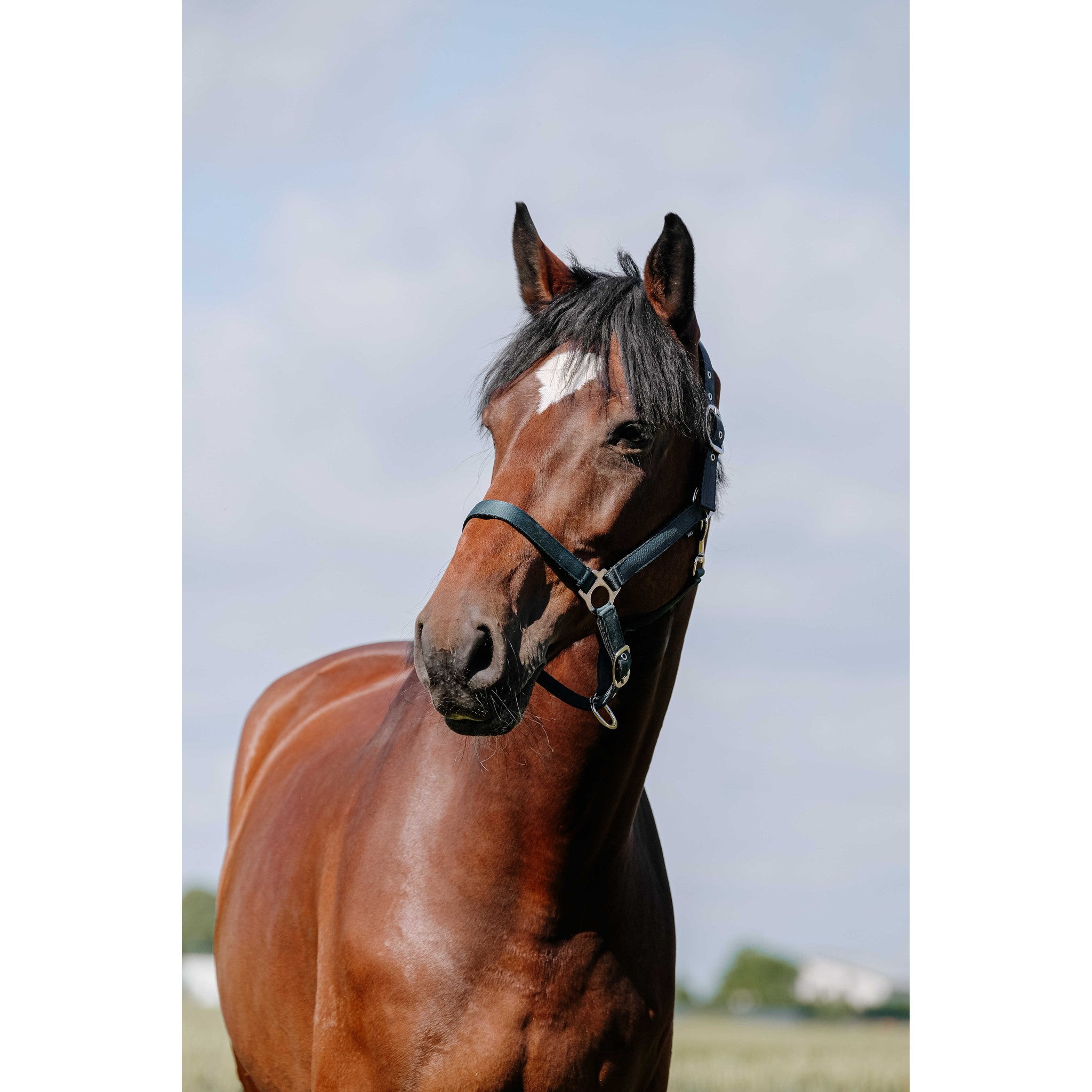 Riding World Cushion Halter Dark green 510258309