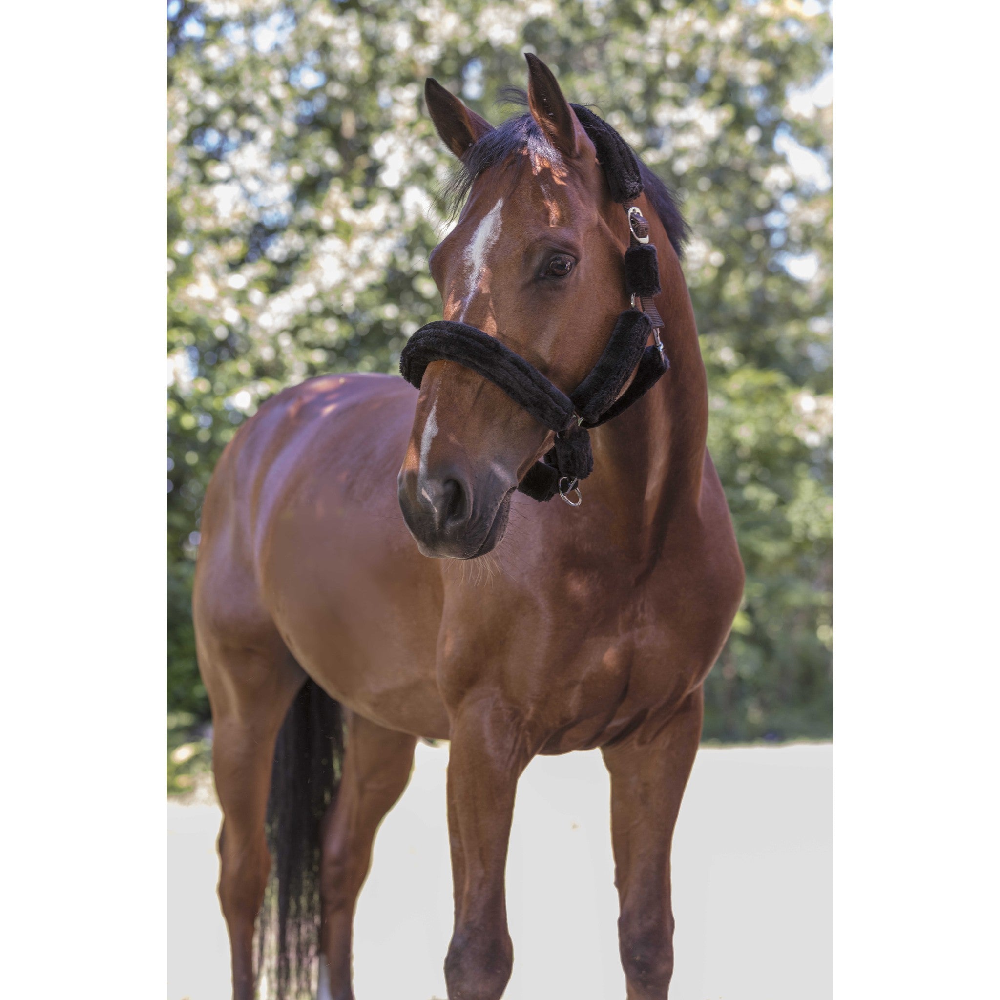 Norton Halter with synthetic sheep skin Black/black 510015322