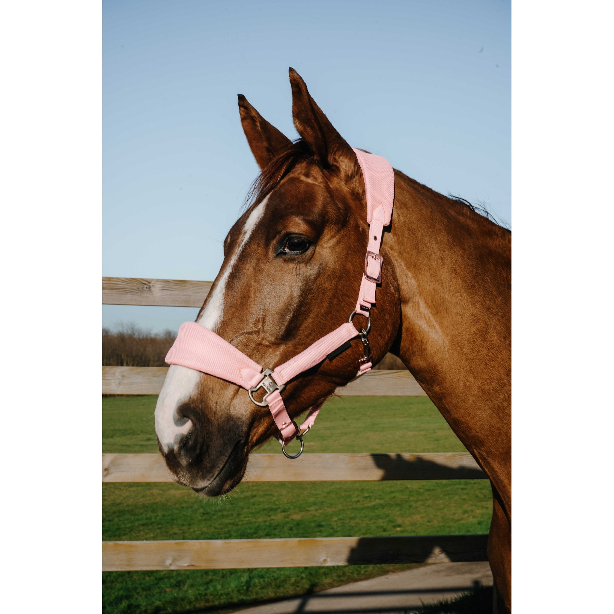 EQUITHÈME BREEZE Halter Pink - 510294313_ambi_1